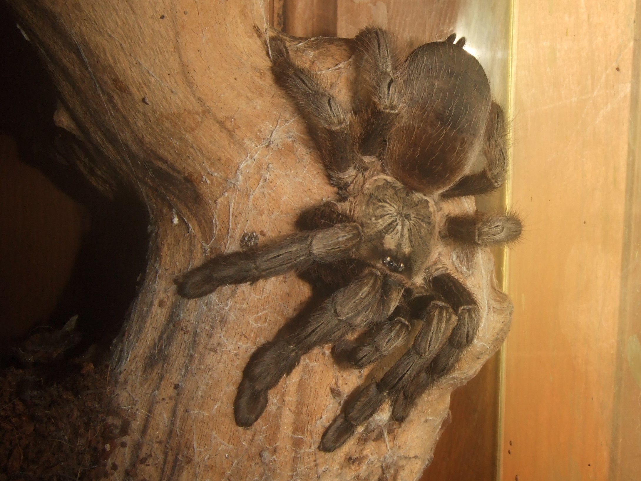 Psalmopoeus reduncus - Coffee