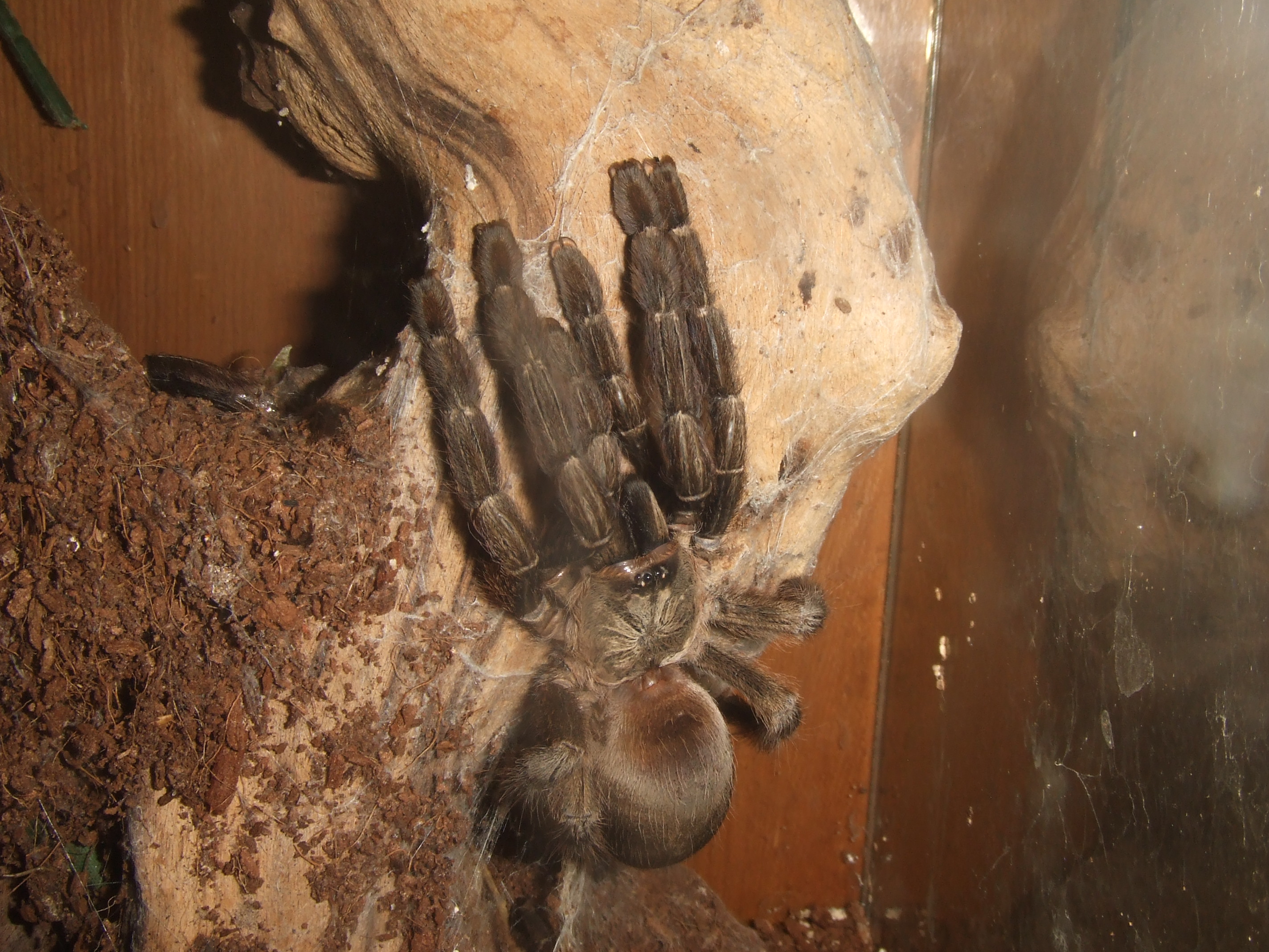 Psalmopoeus reduncus - Coffee