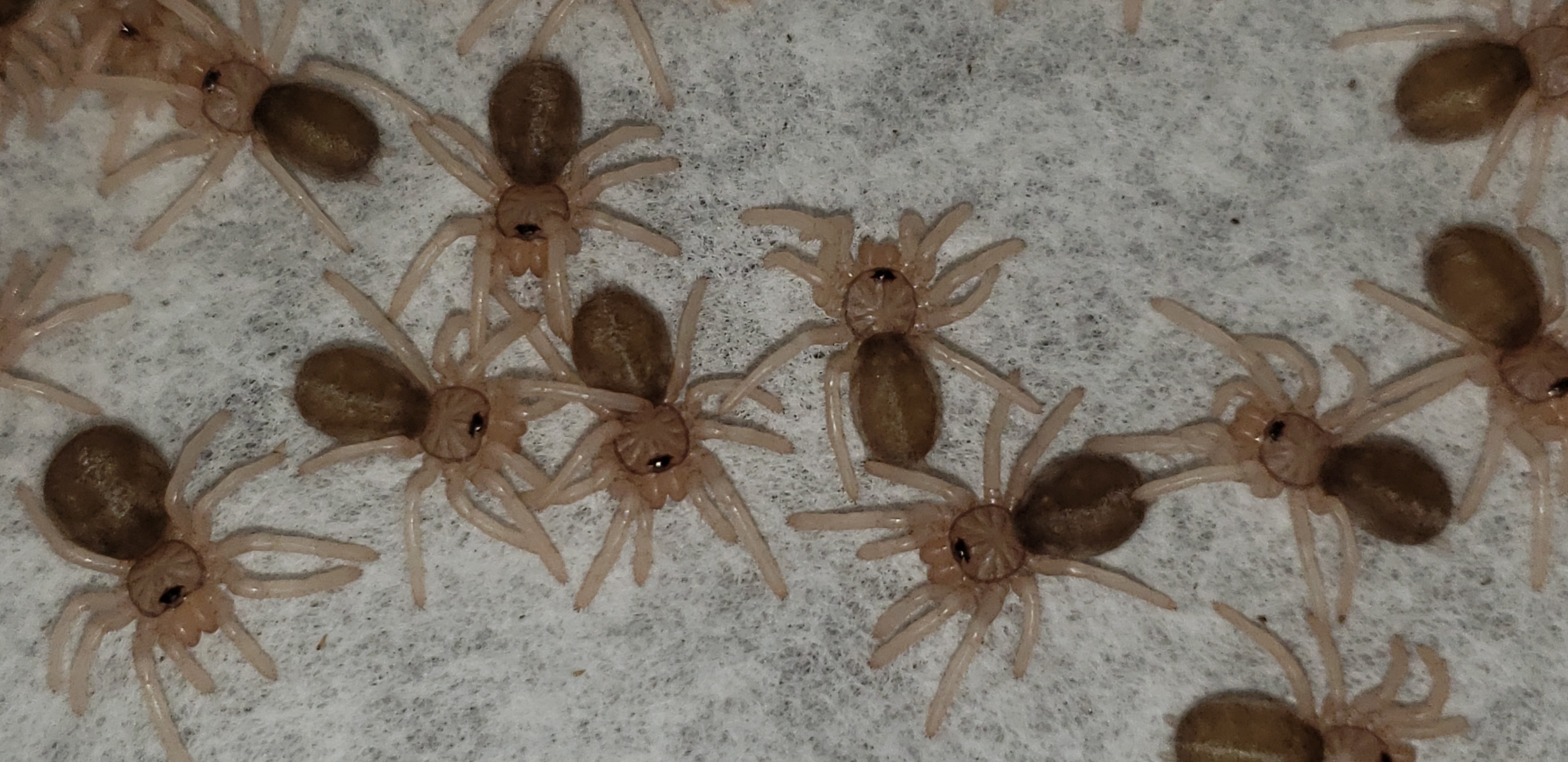 Psalmopoeus reduncus