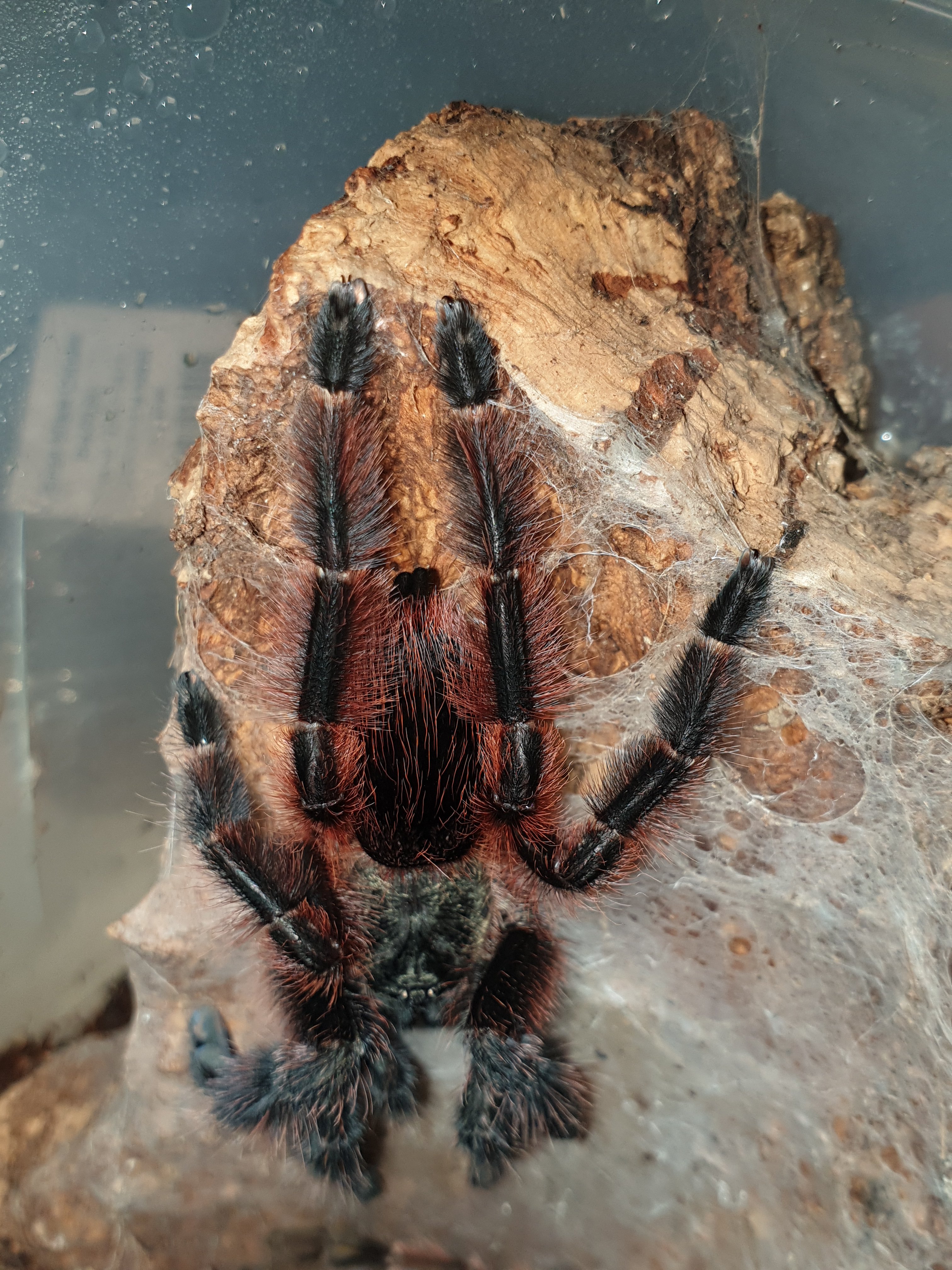 Psalmopoeus Victori - Mexican Half & Half/Darth Maul