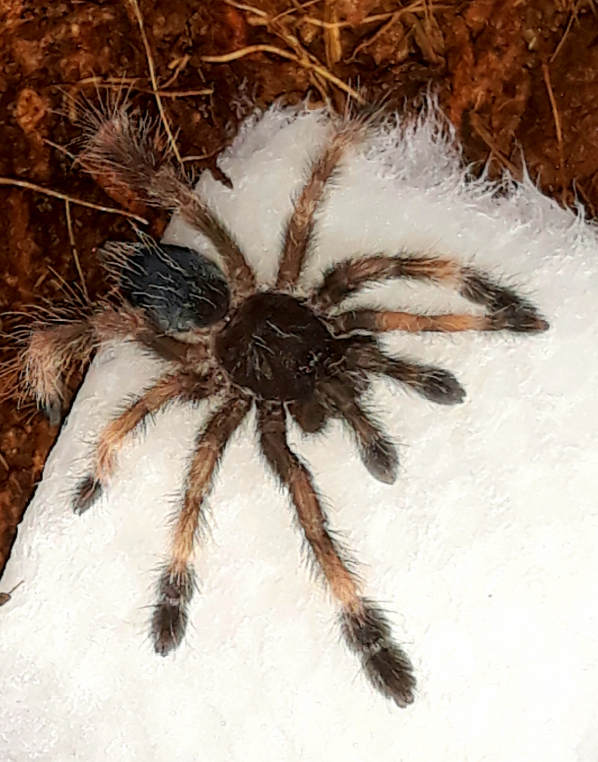 Psalmopoeus victori