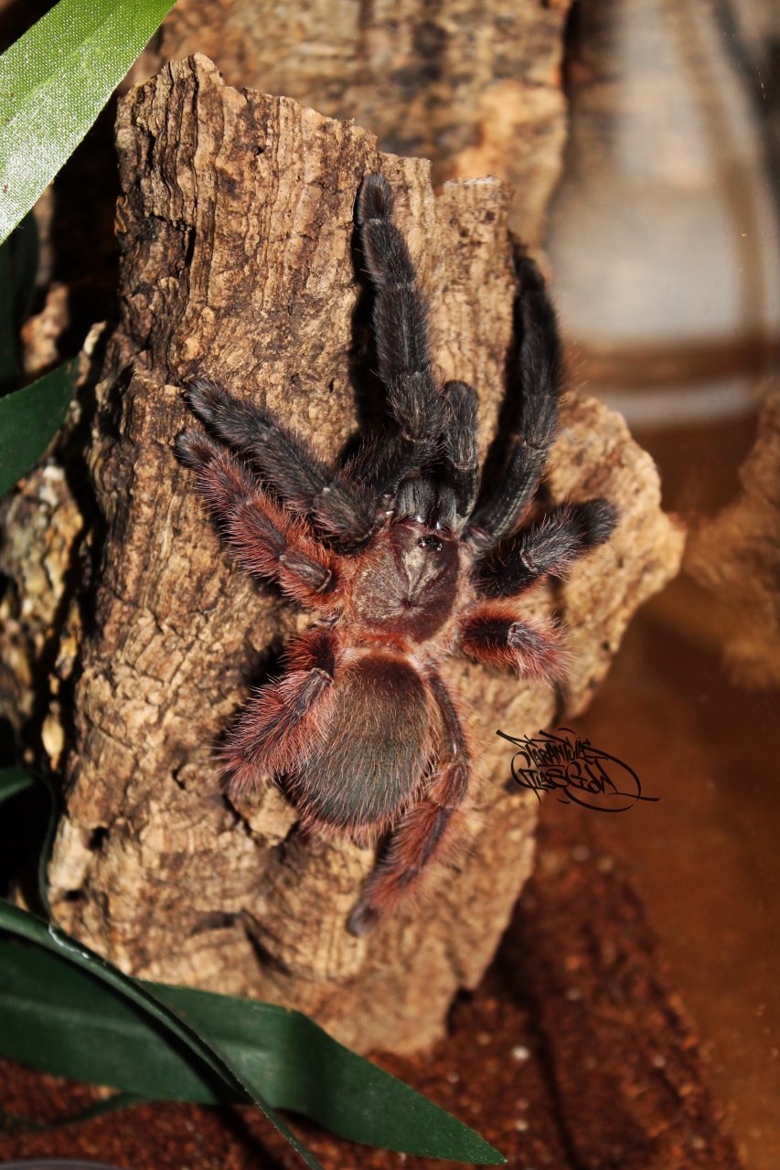Psalmopoeus victori