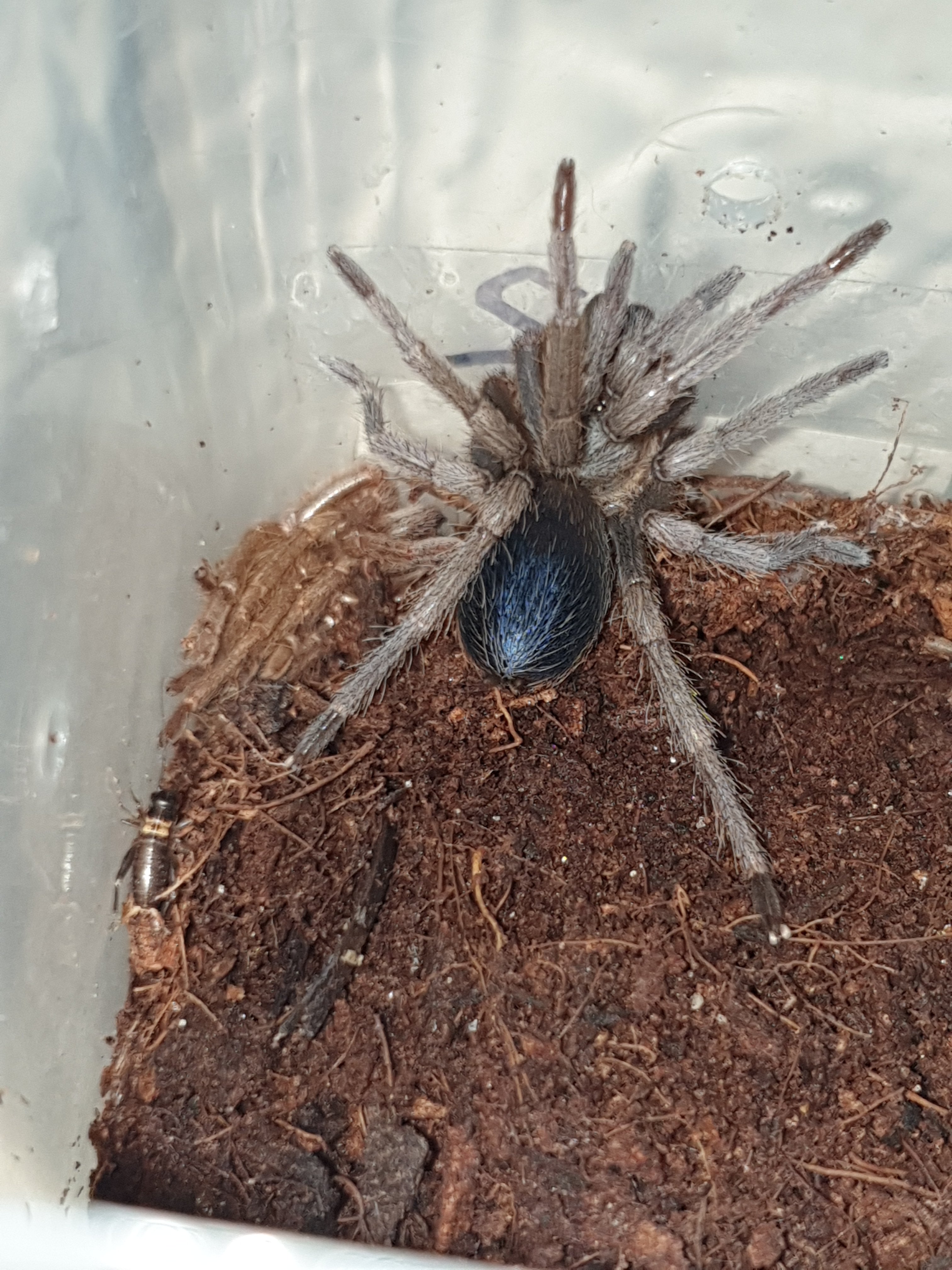 Pseudhapalopus sp. Blue - Columbian Bluebottle
