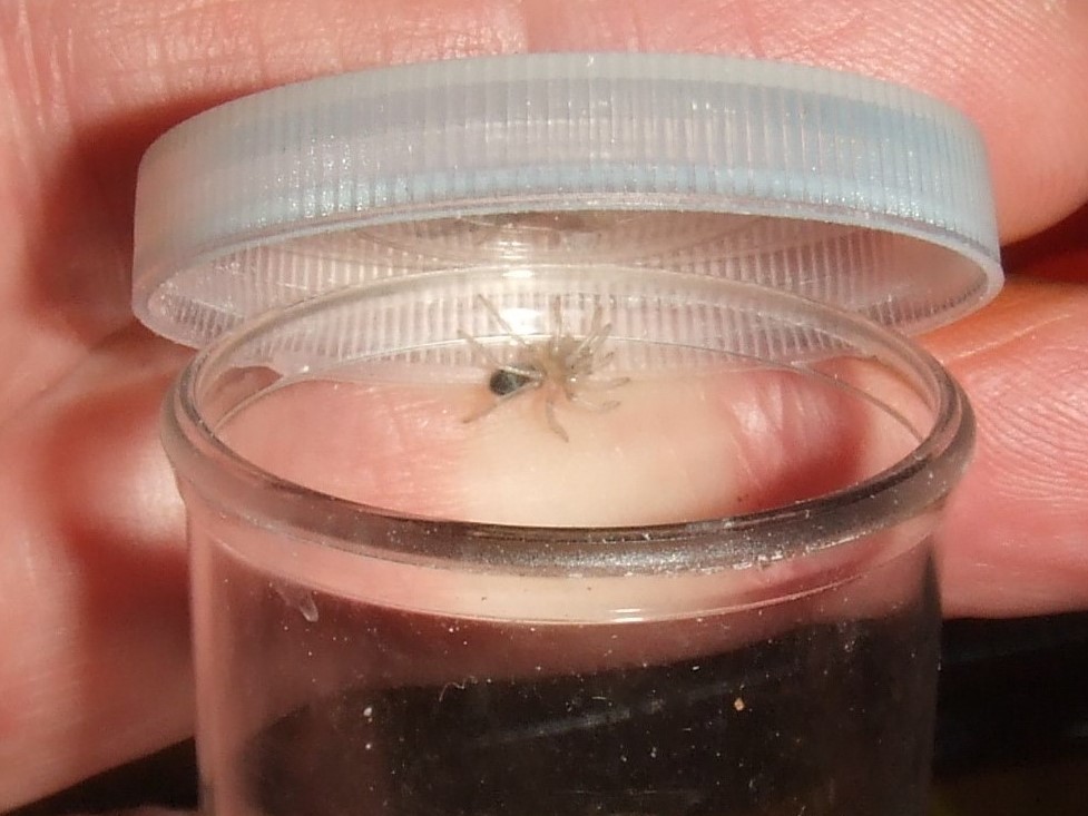 Pseudhapalopus sp. Blue - El Abro