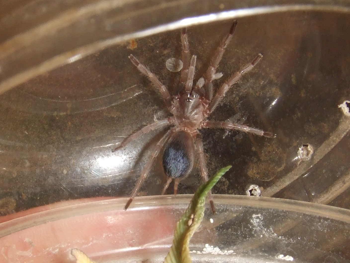 Pseudhapalopus sp. Blue - Neiva
