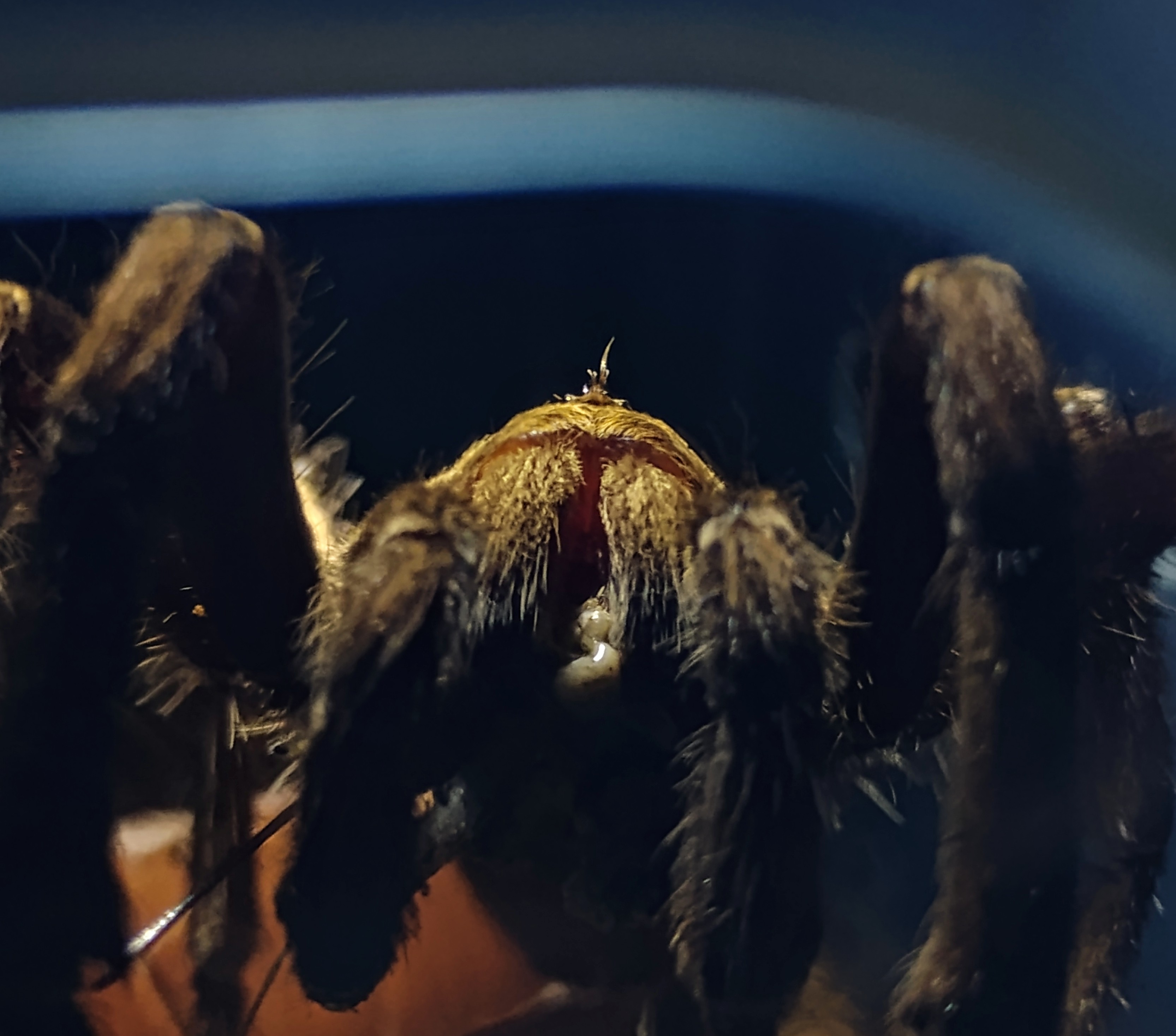 Pseudhapalopus sp.