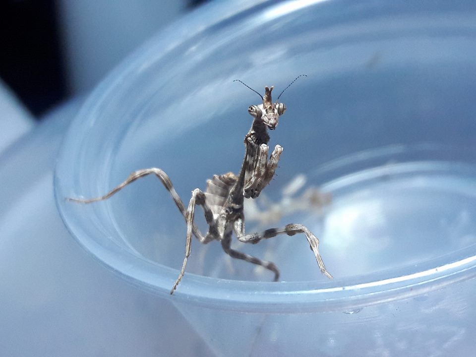 Pseudovates arizonae