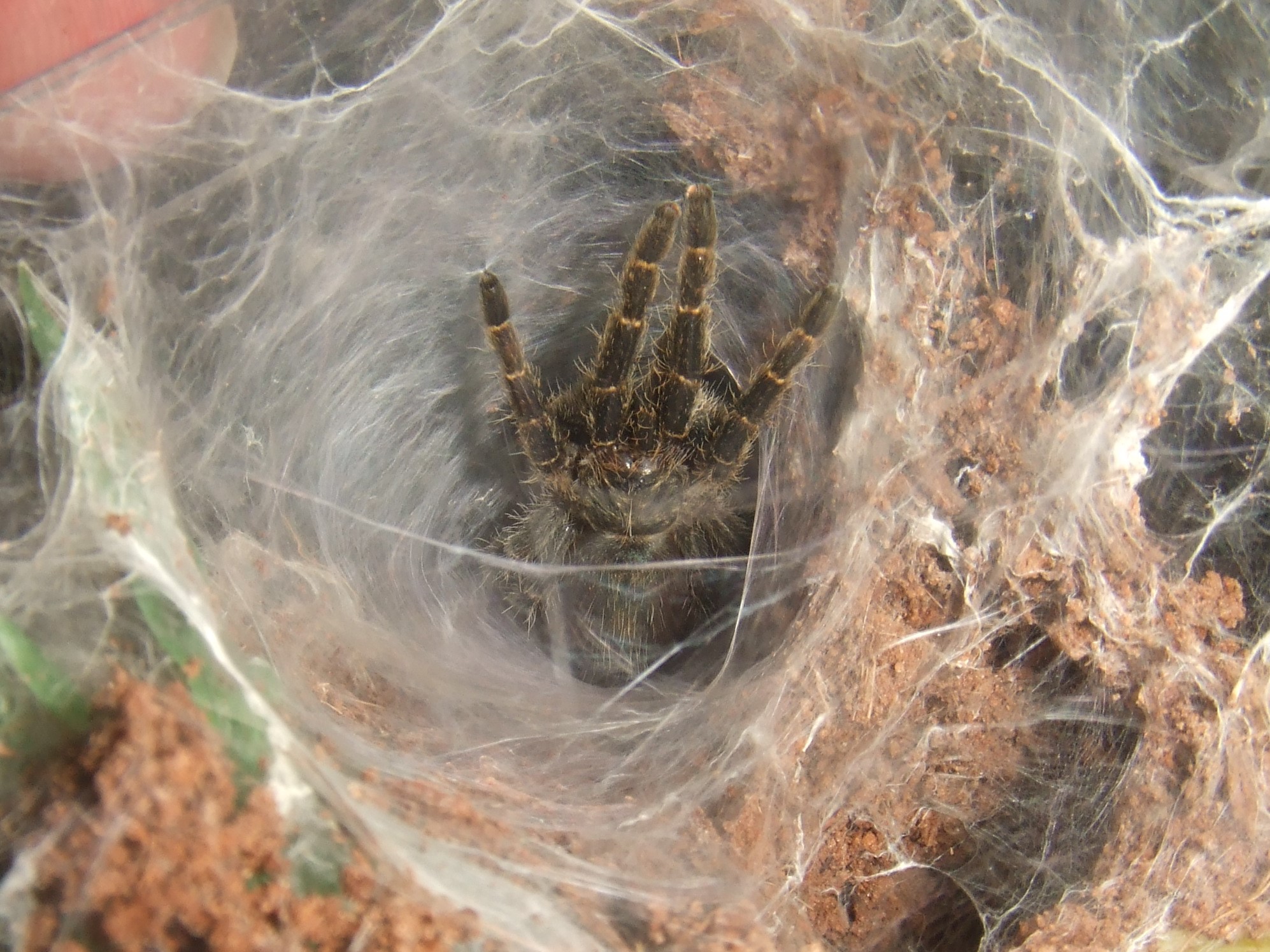 Pterinochilus chordatus - Shira