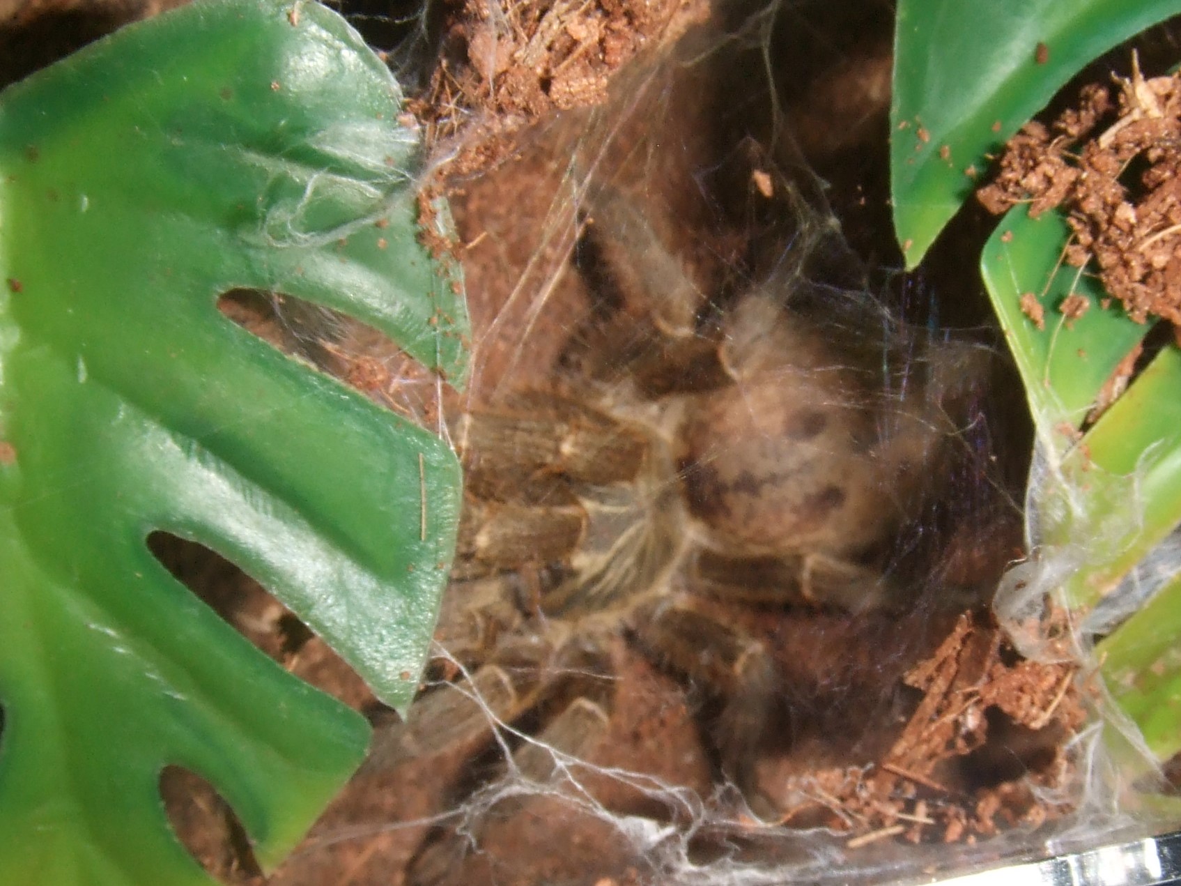 Pterinochilus lugardi - Parys