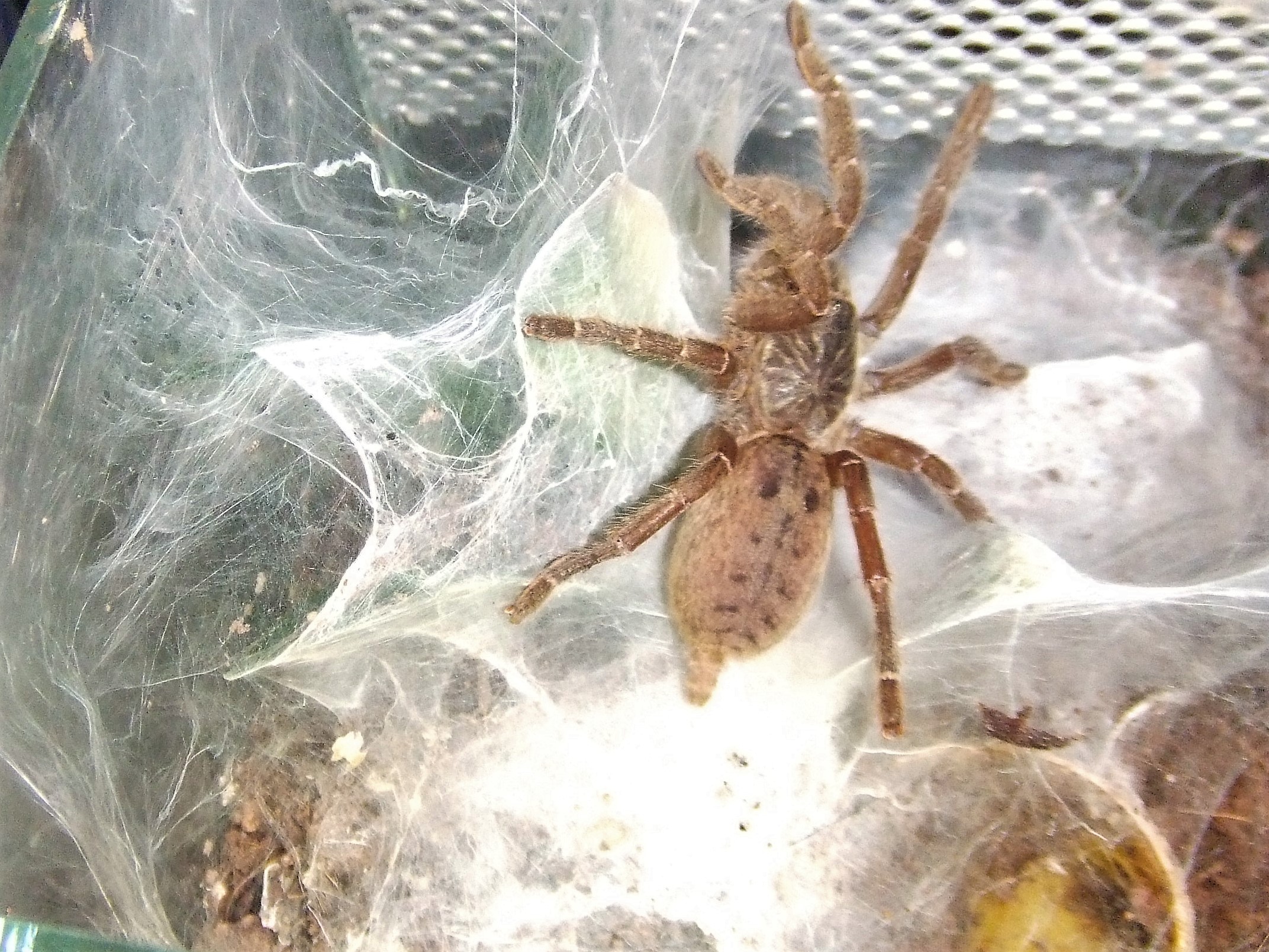 Pterinochilus lugardi - Parys