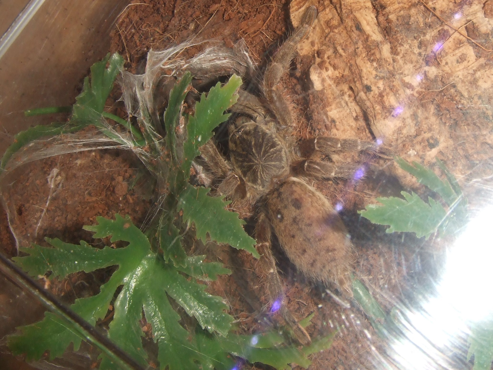 Pterinochilus lugardi - Parys