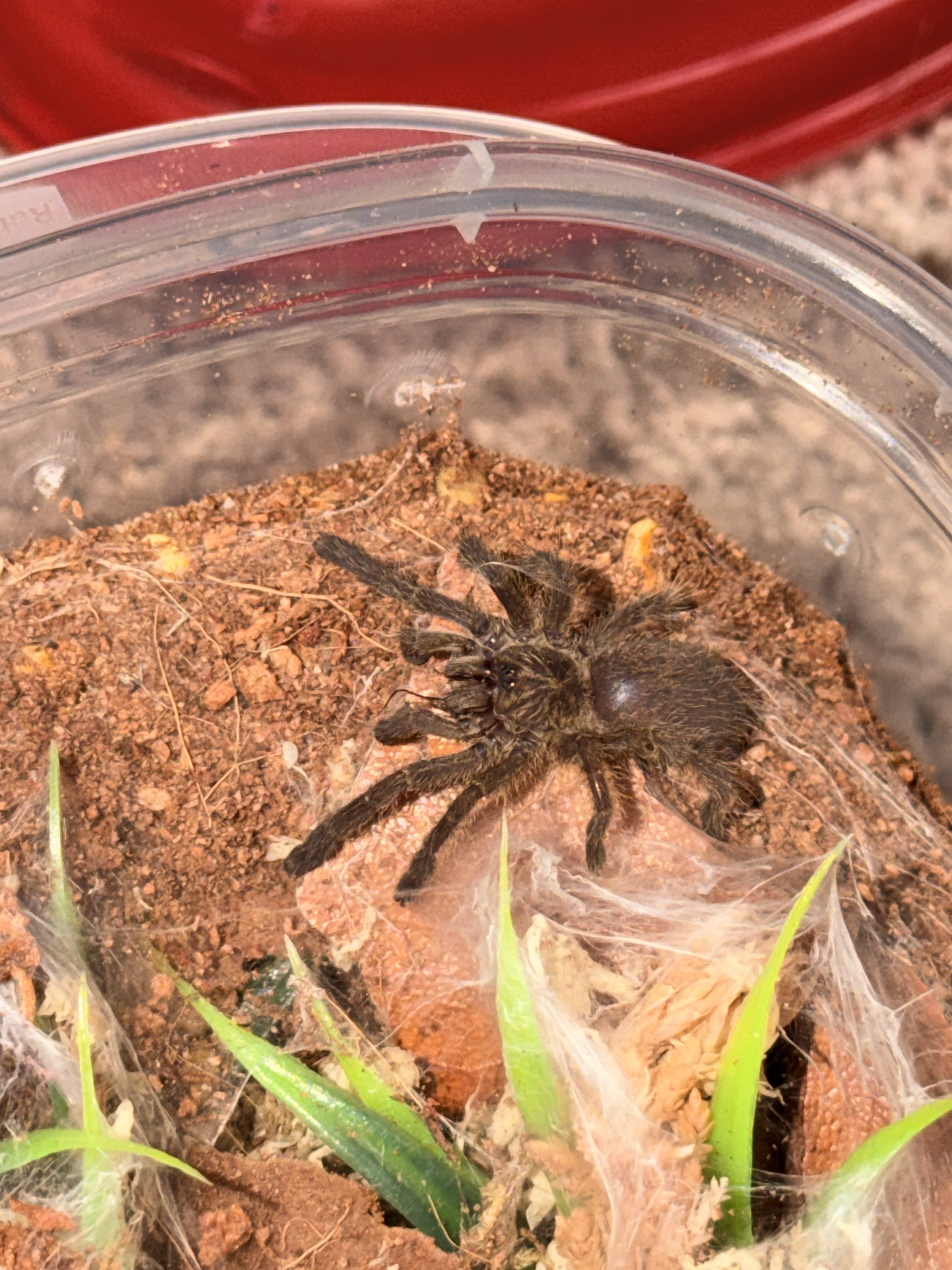 Pterinochilus murinus BCF “Tete”