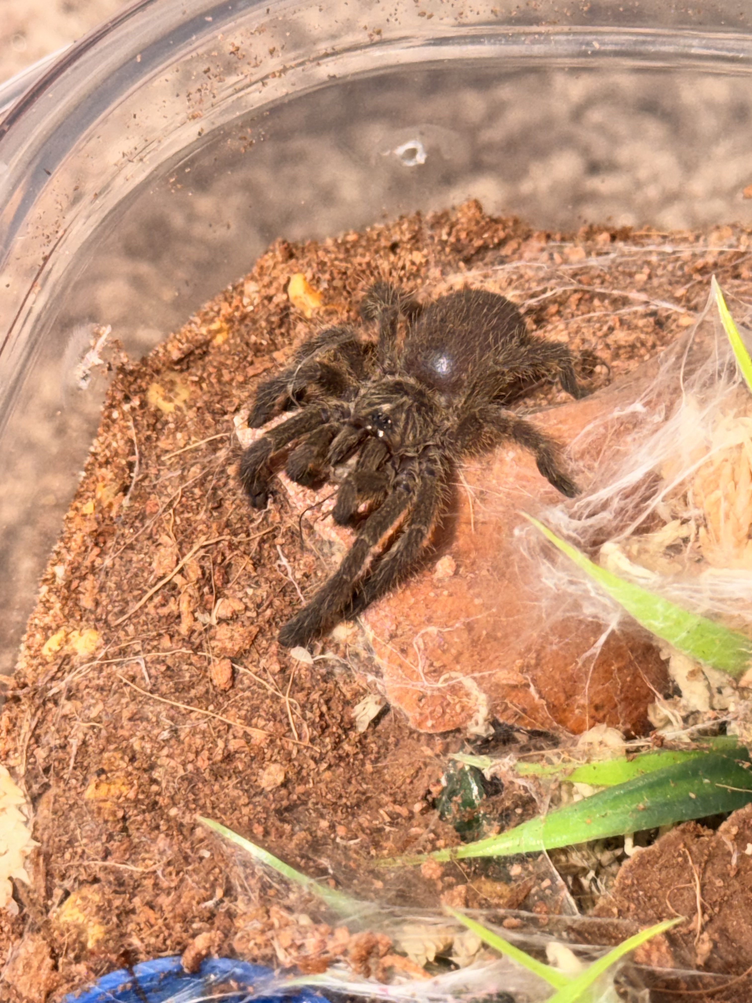 Pterinochilus murinus BCF “Tete