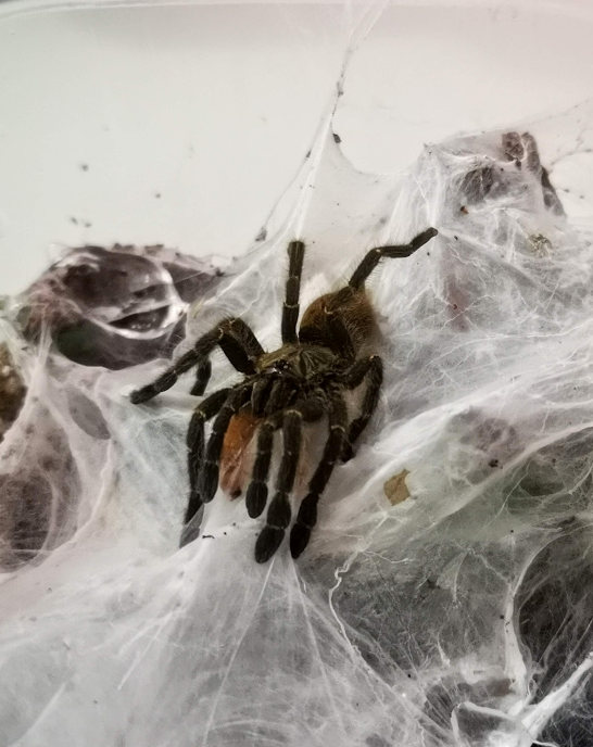 Pterinochilus murinus Mikumi DCF