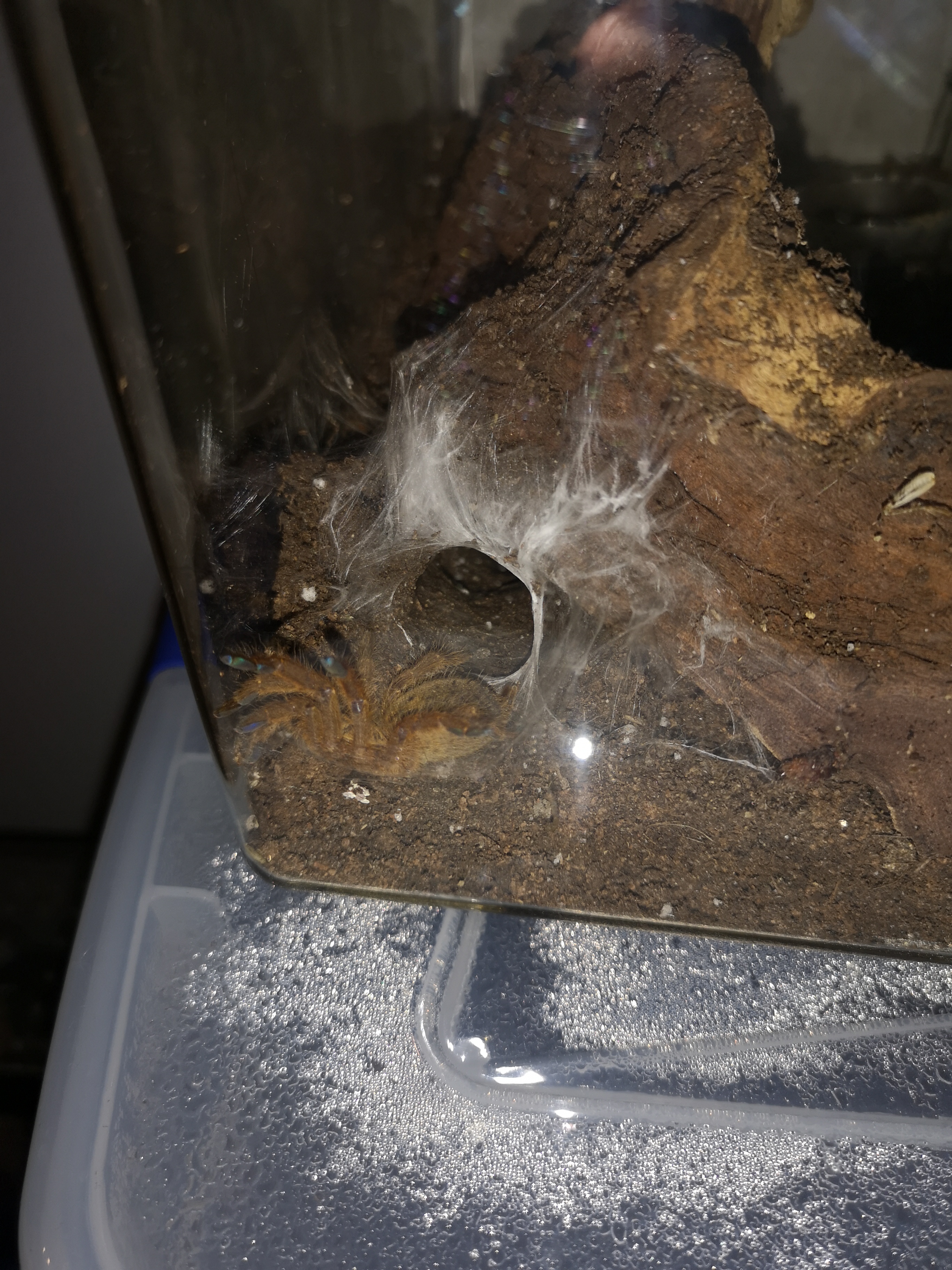 Pterinochilus murinus (OBT)