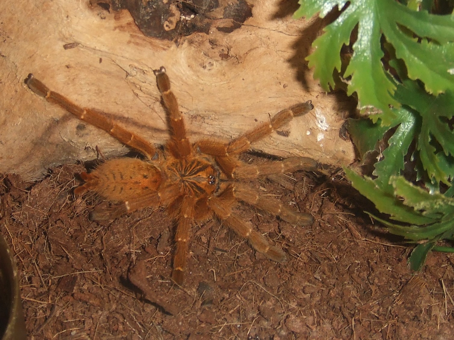 Pterinochilus murinus RCF - Haya.