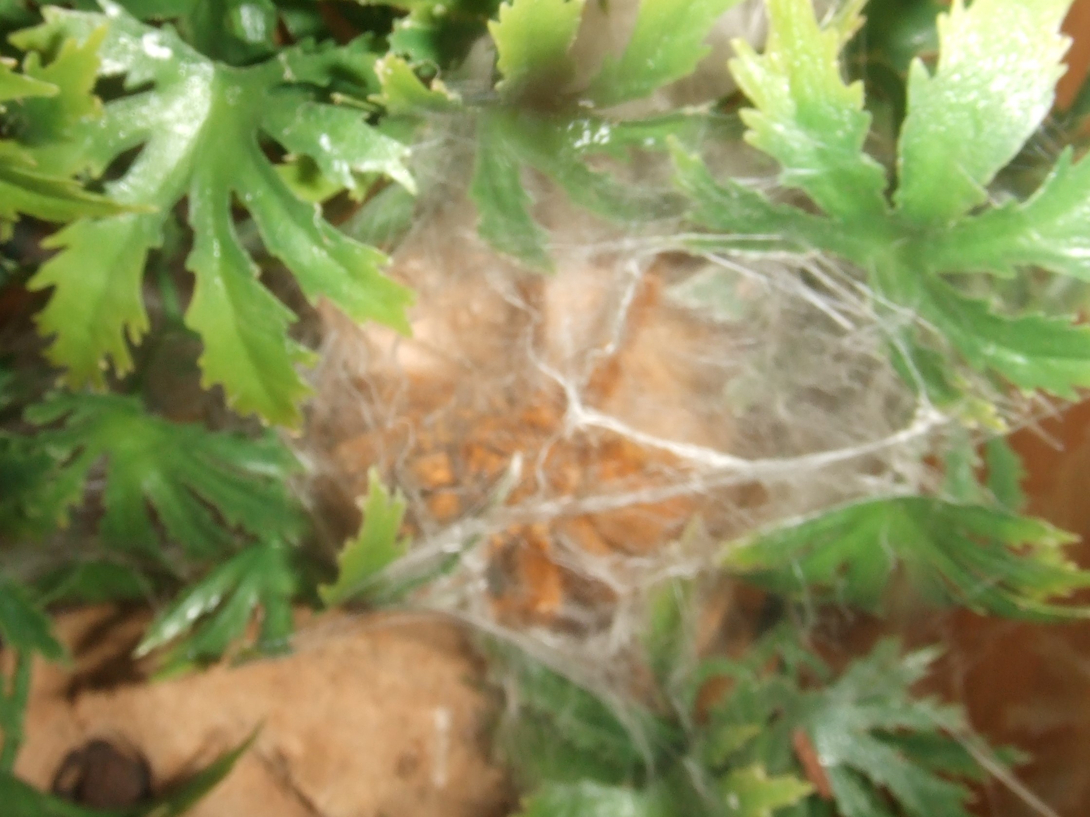 Pterinochilus murinus RCF - Haya