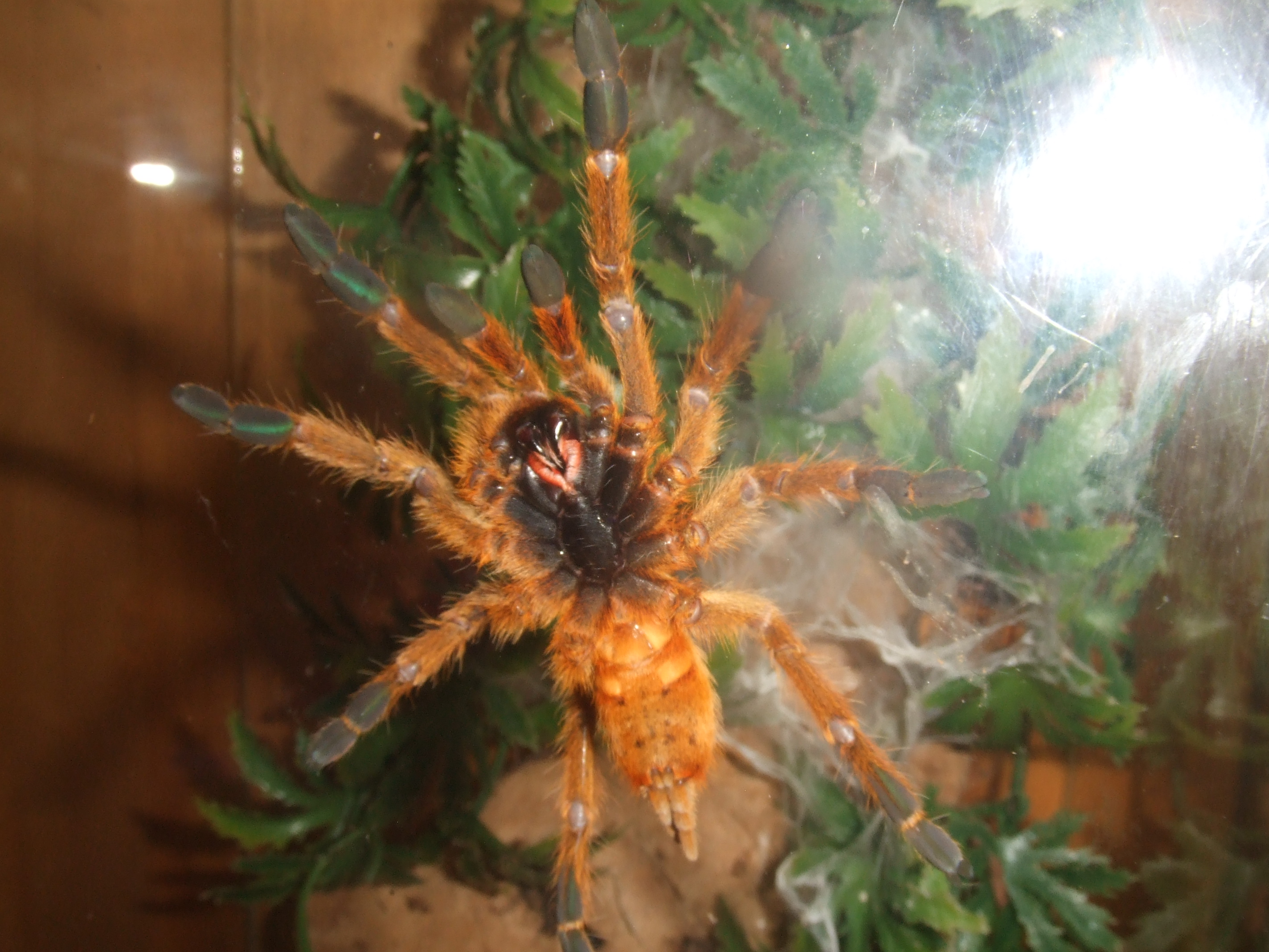 Pterinochilus murinus RCF - Haya