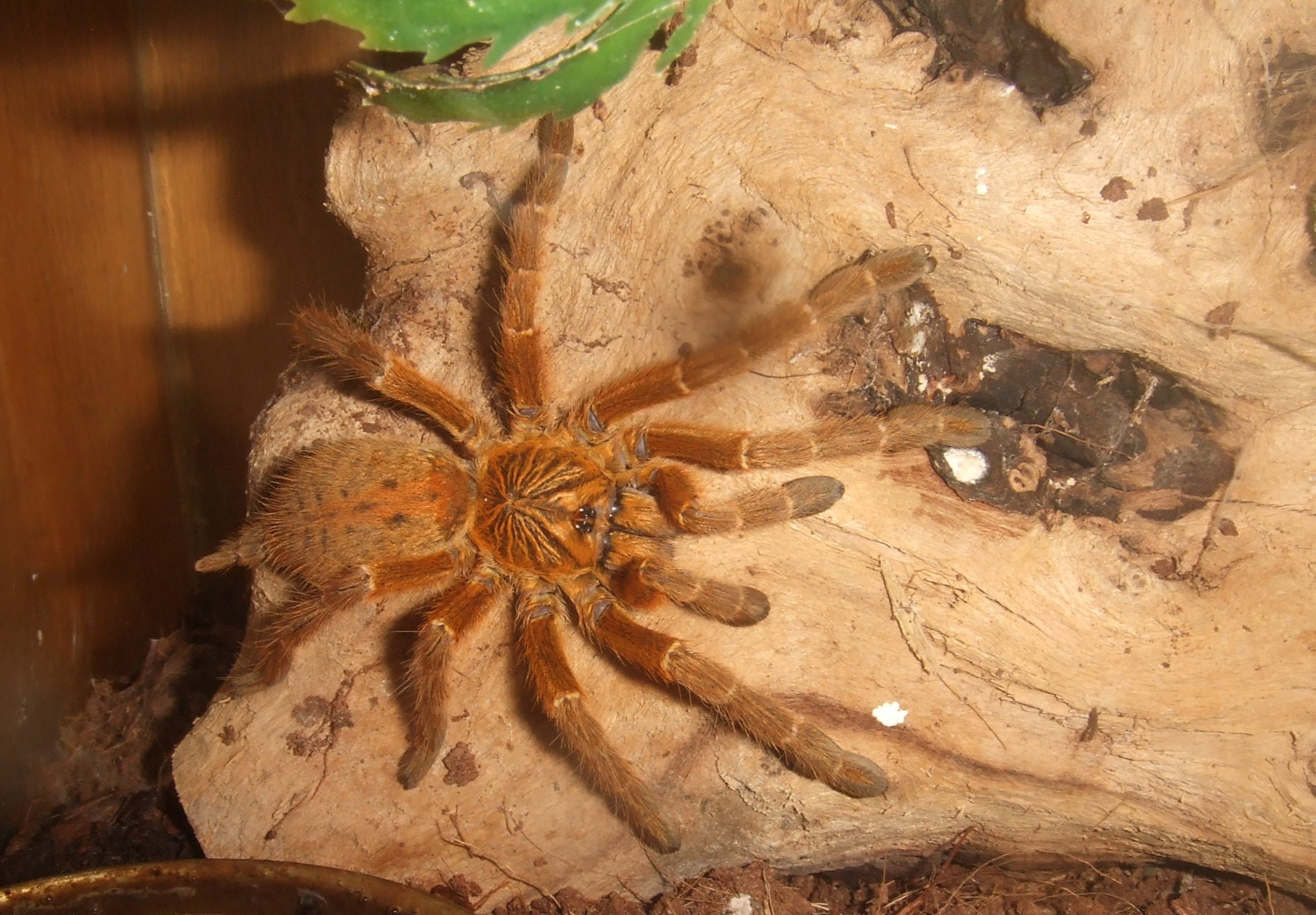 Pterinochilus murinus RCF - Haya