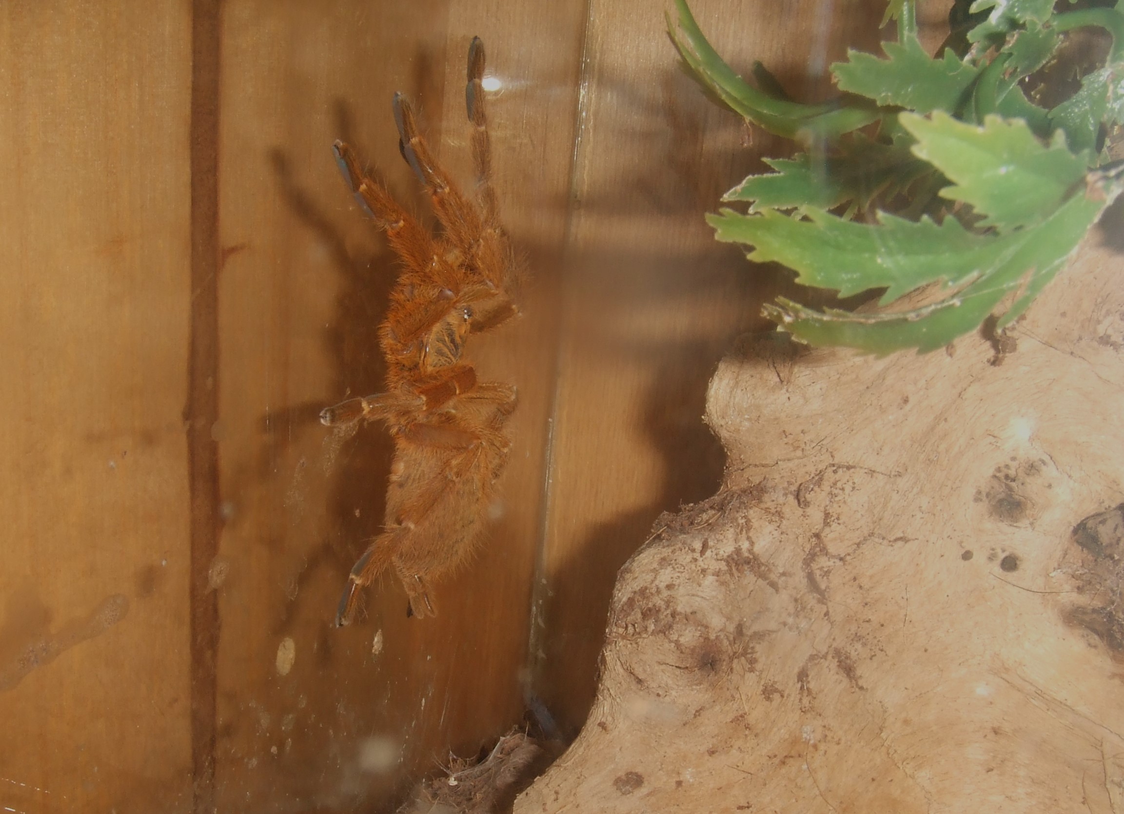 Pterinochilus murinus RCF - Haya
