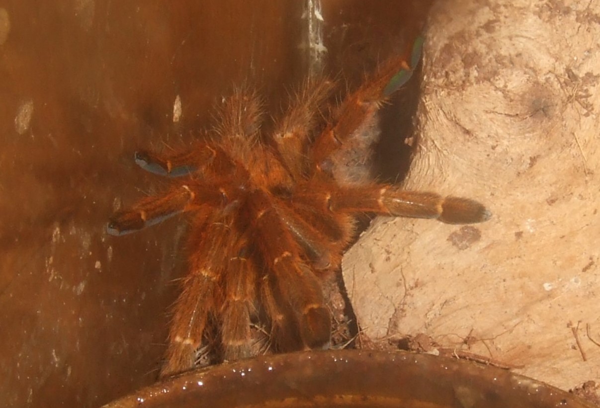 Pterinochilus murinus RCF - Haya