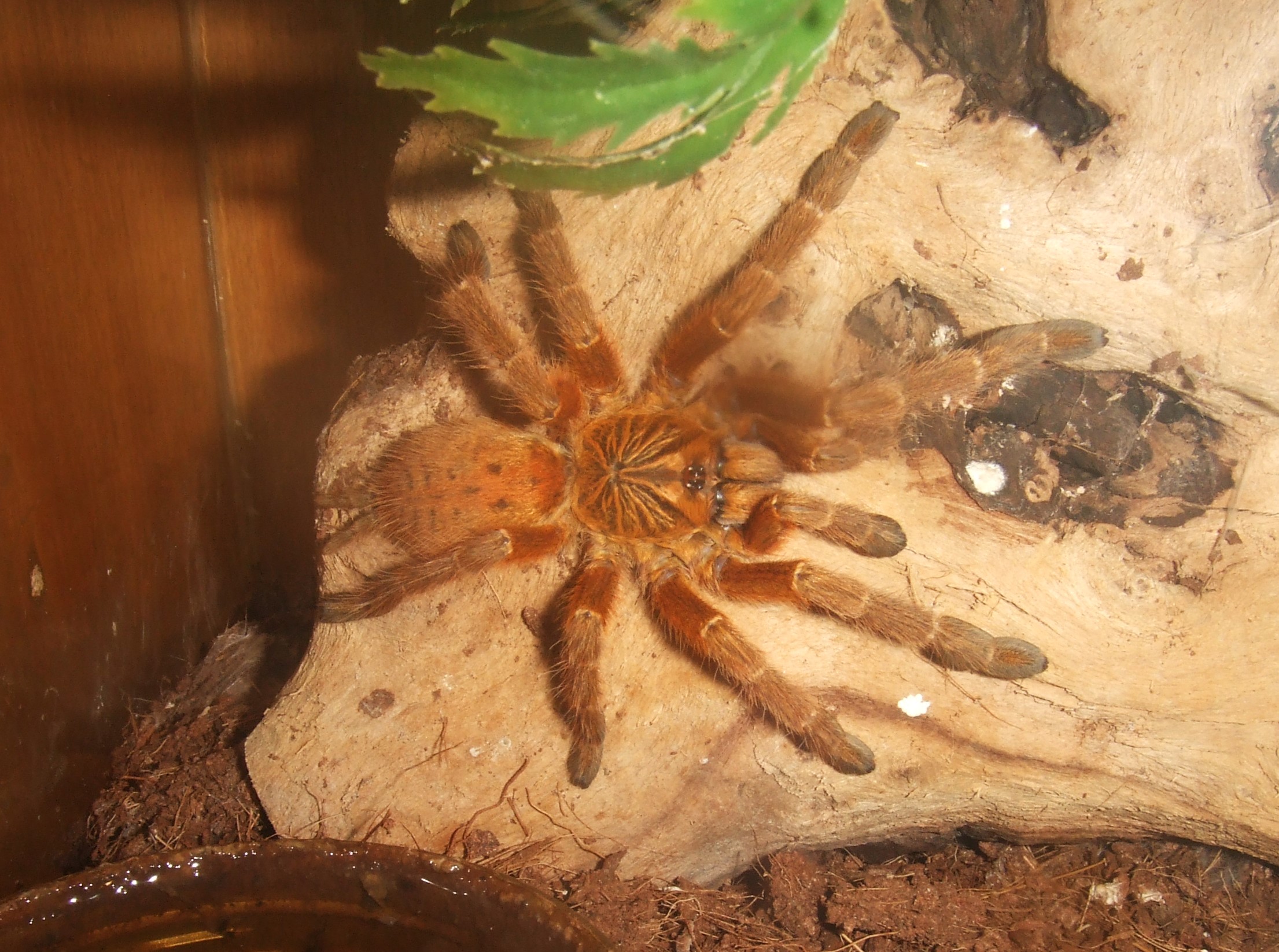 Pterinochilus murinus RCF - Haya