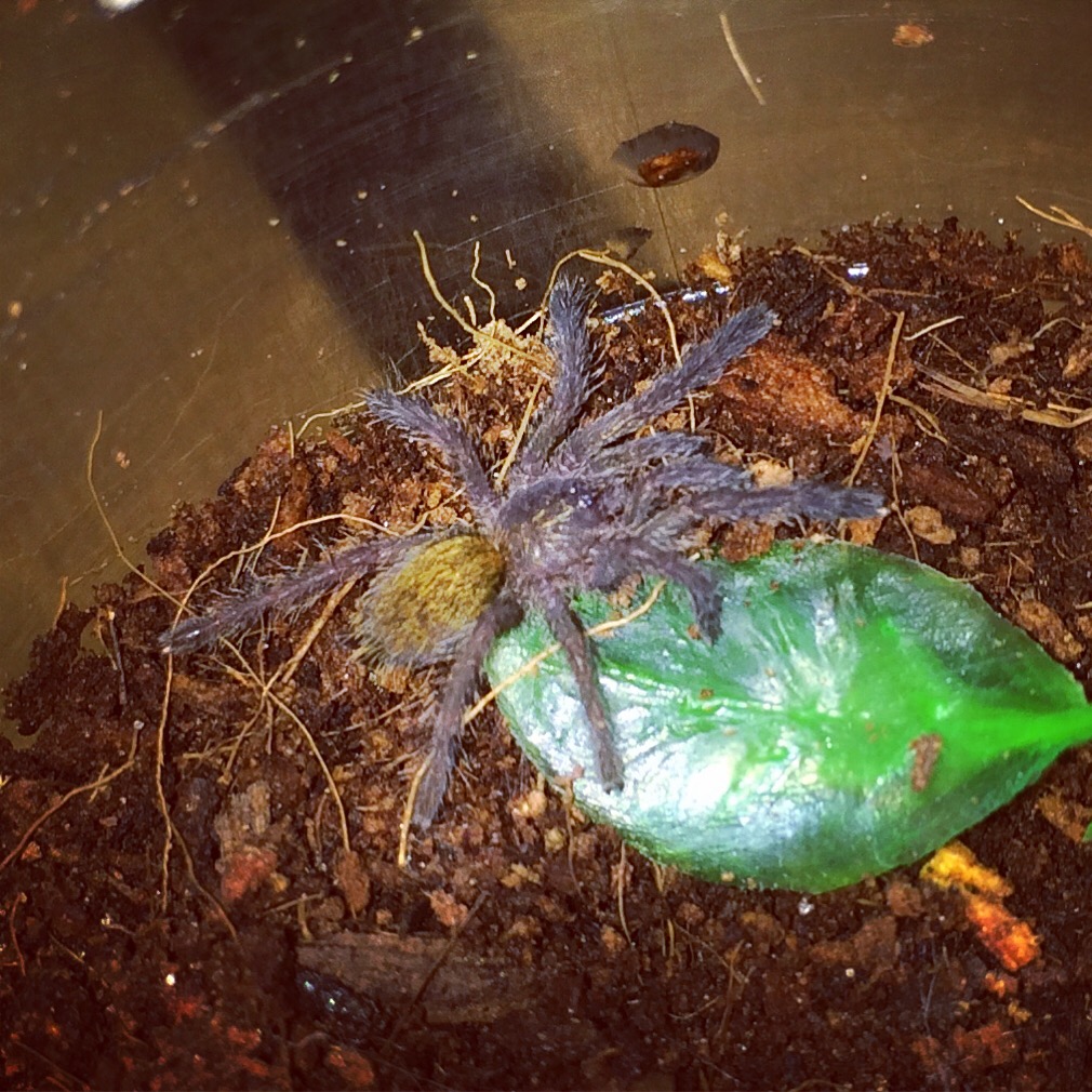 Pterinochilus Murinus (RCF)