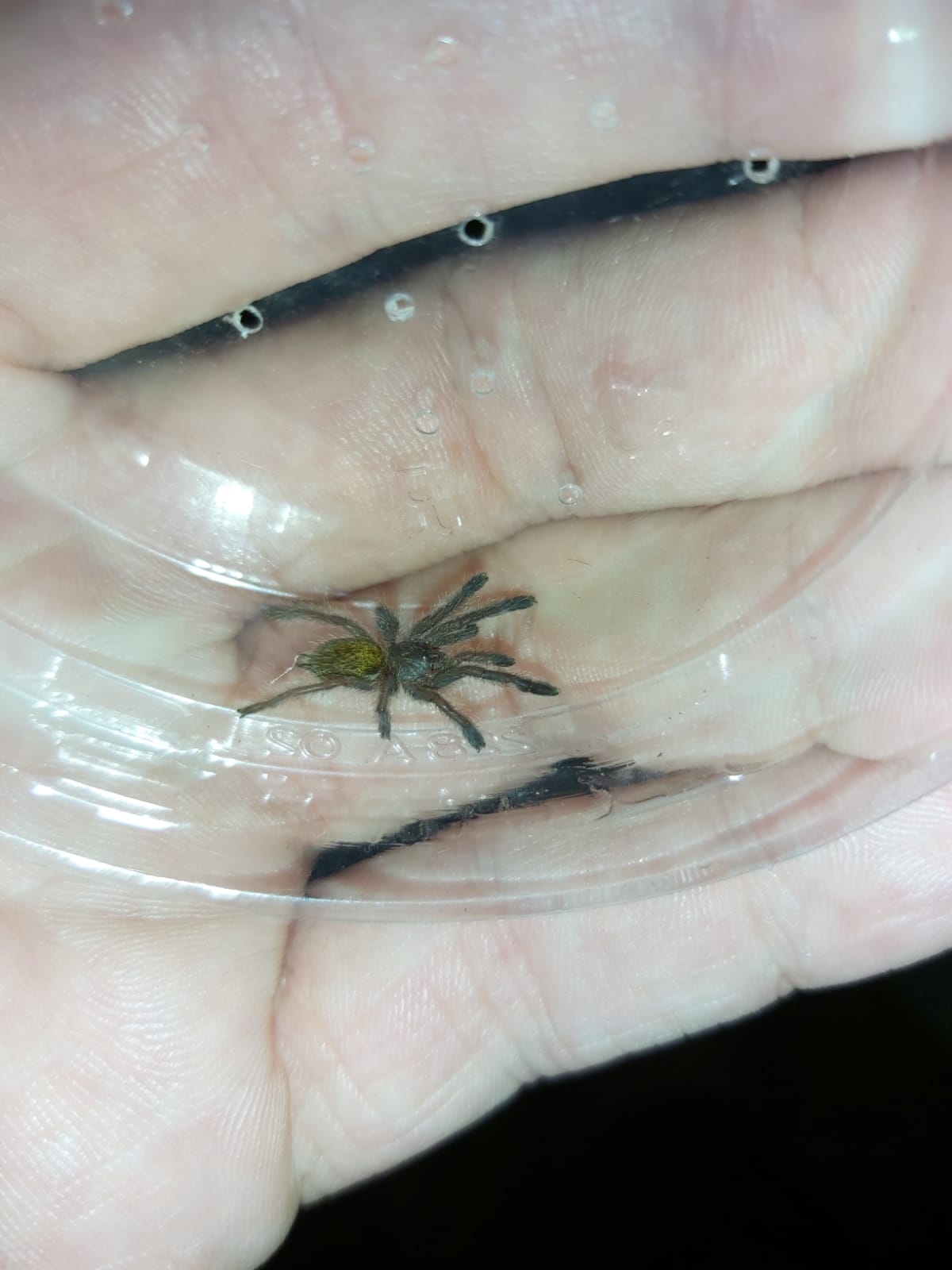 Pterinochilus Murinus (RCF)