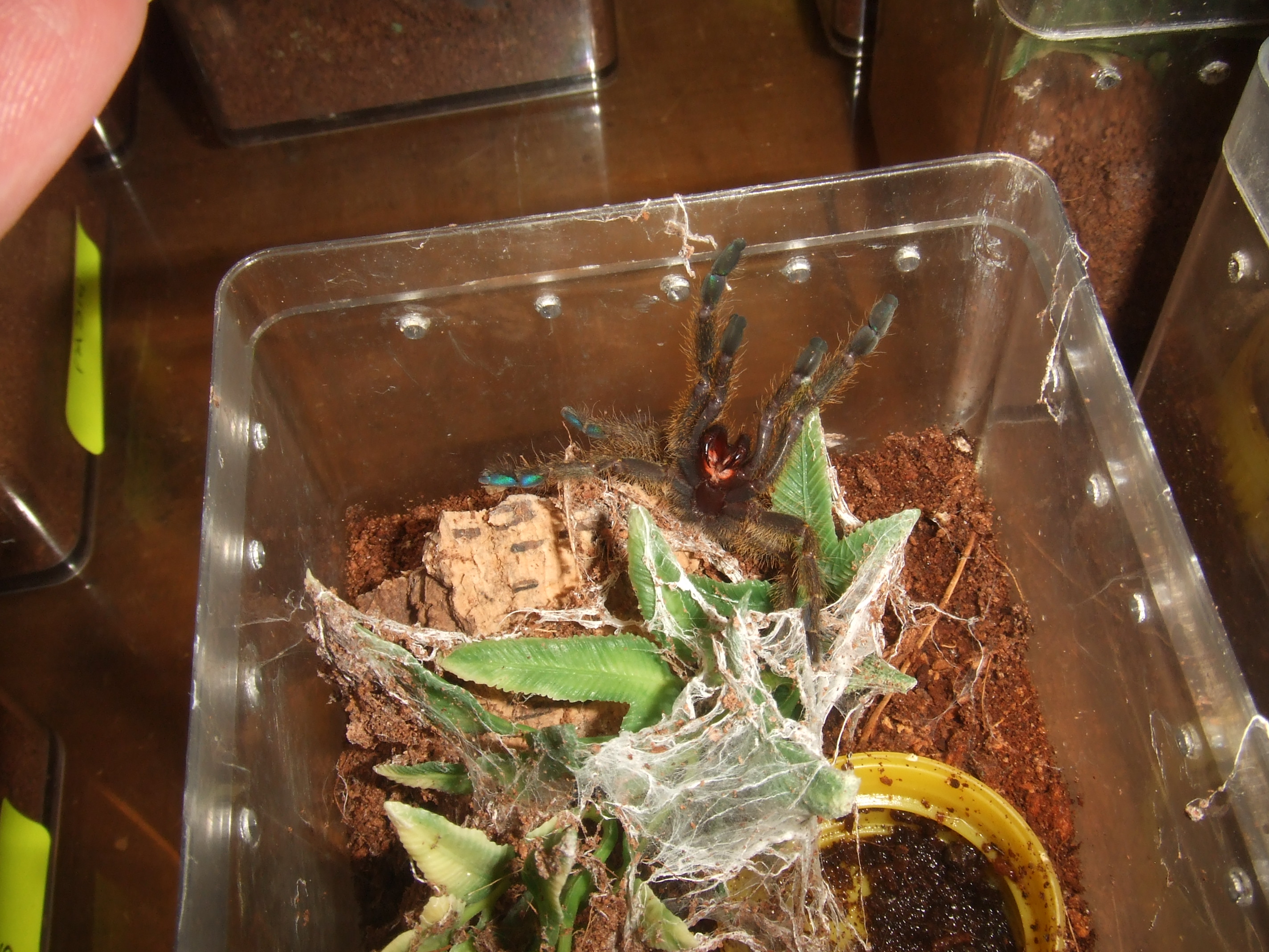 Pterinochilus murinus Tete - Maasai