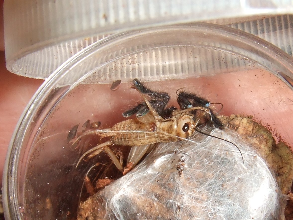 Pterinochilus murinus Usambara mountain variant - Ziga