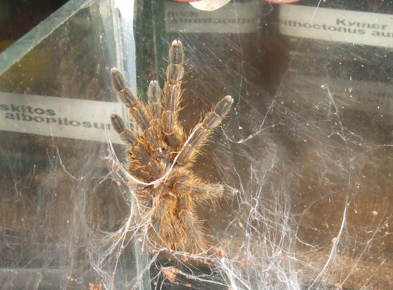 Pterinochilus murinus Usambara mountain variety - Ziga