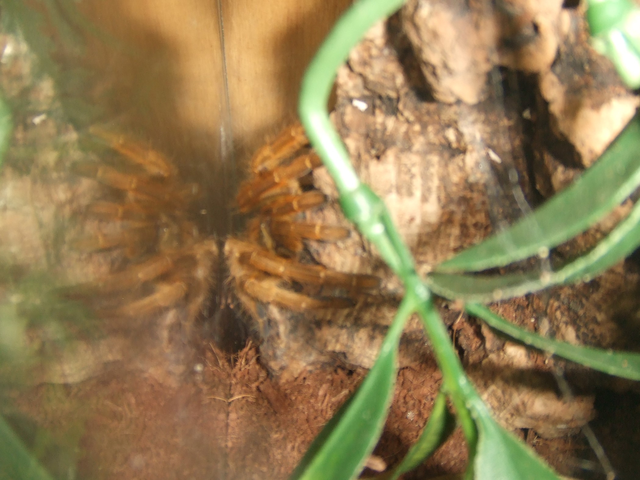 Pterinochilus murinus Usambara - Tanga