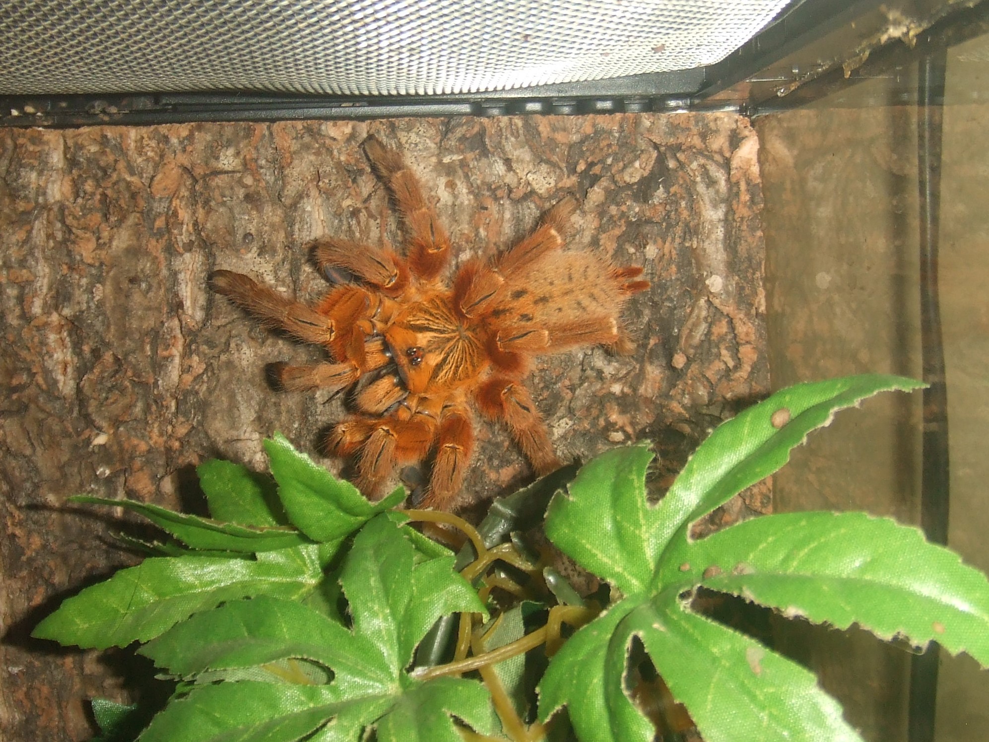 Pterinochilus murinus Usambara- Zera