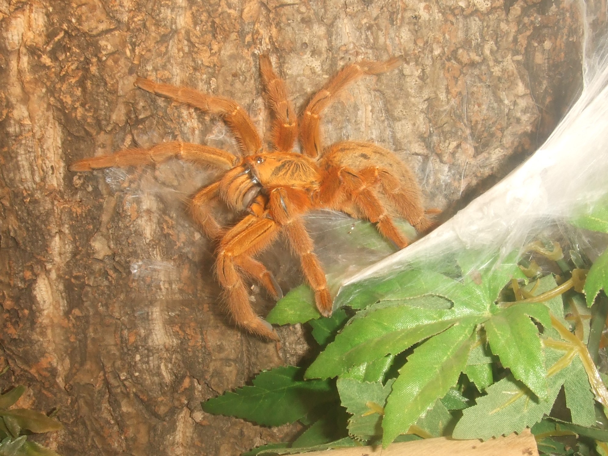 Pterinochilus murinus Usambara - Zera