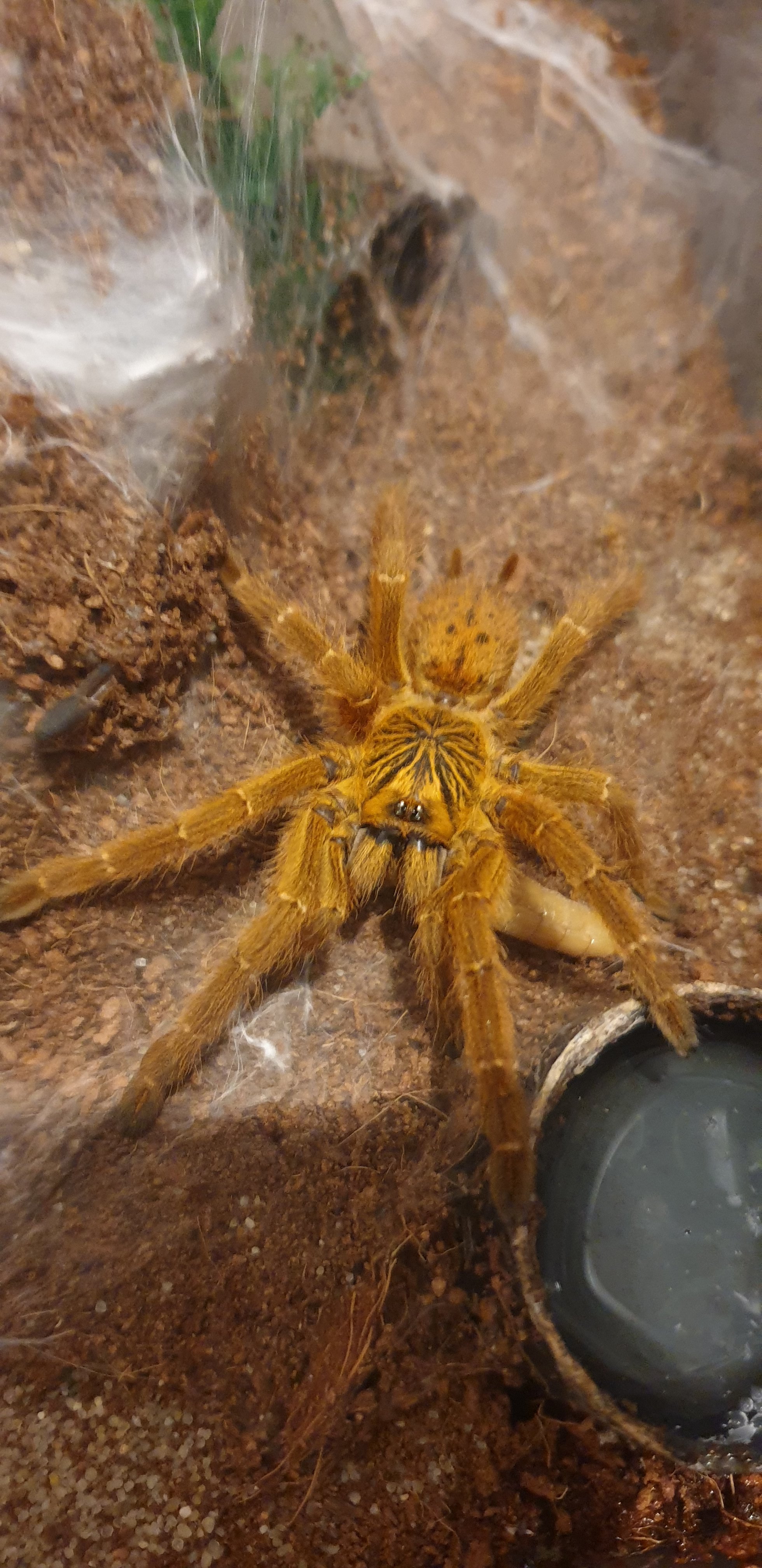 Pterinochilus Murinus Usambara
