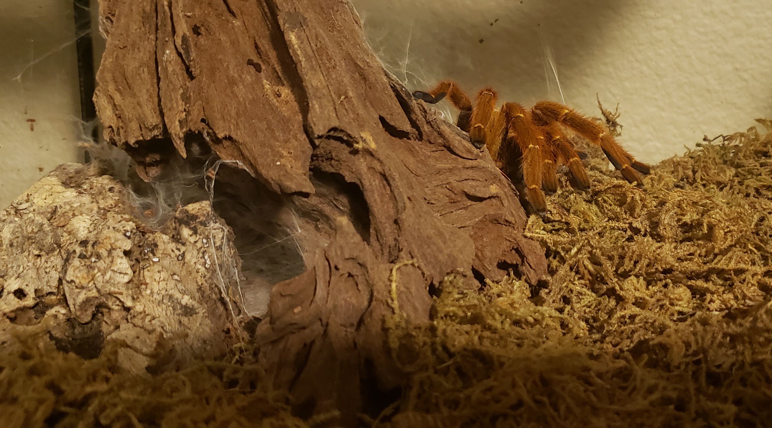 Pterinochilus murinus