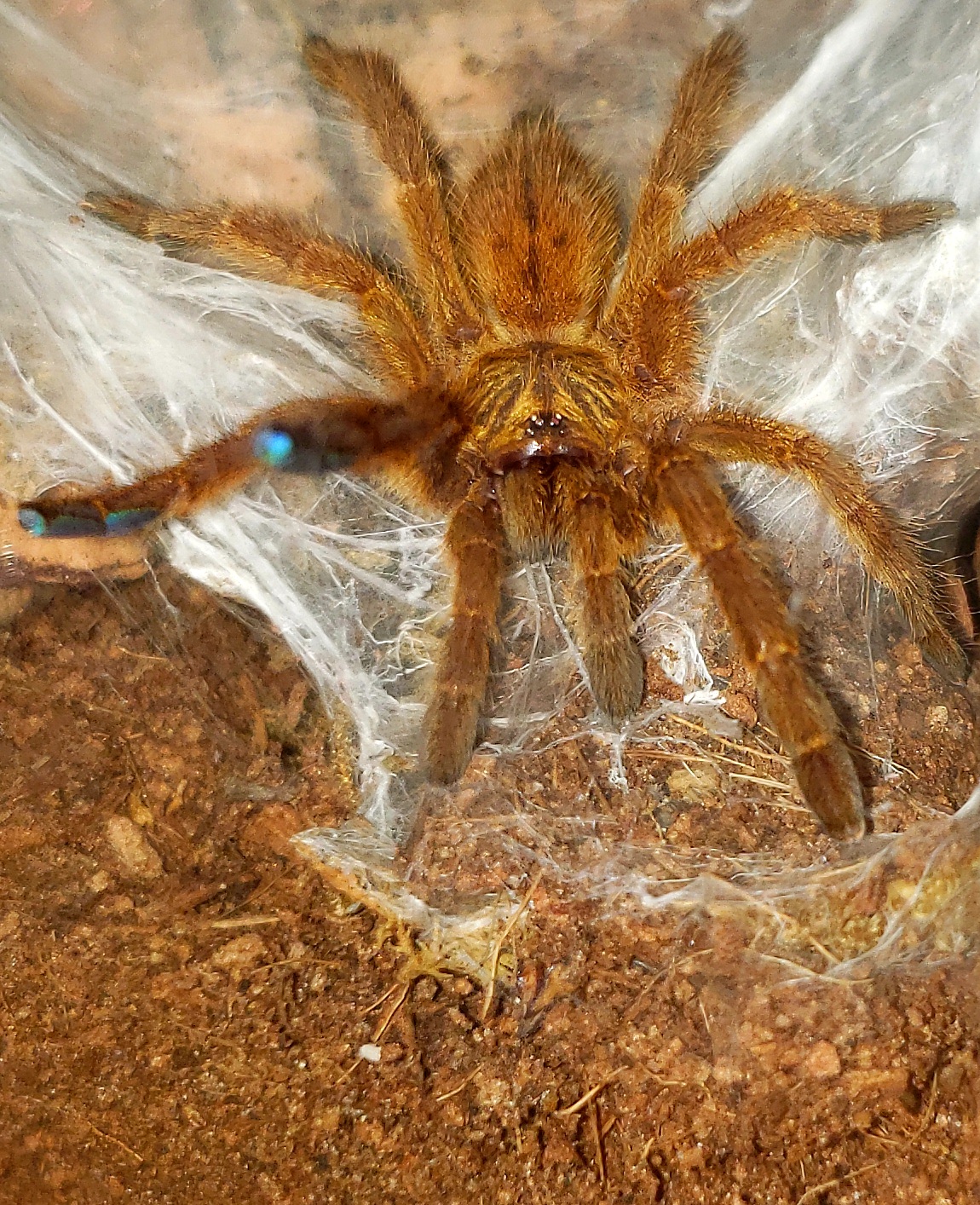 Pterinochilus murinus