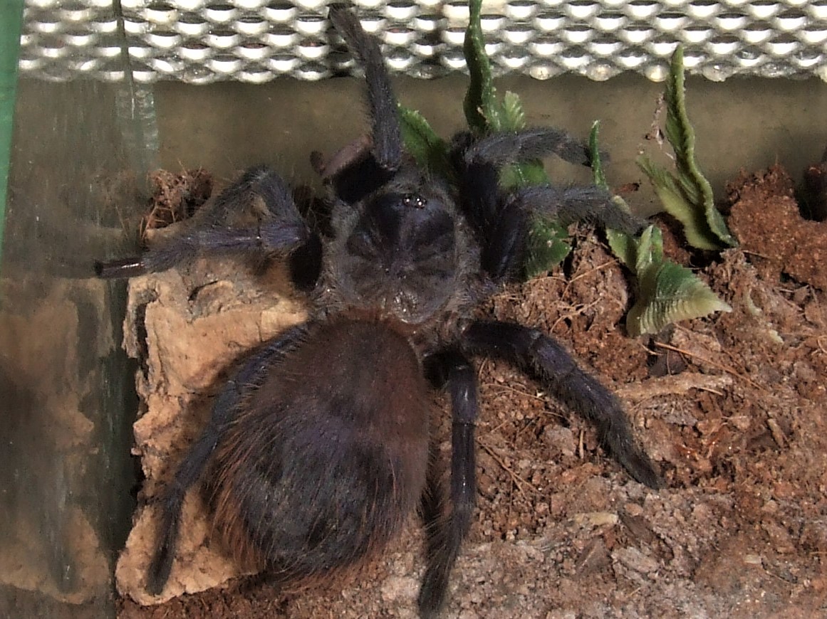 Pterinopelma sazimai - Bonito
