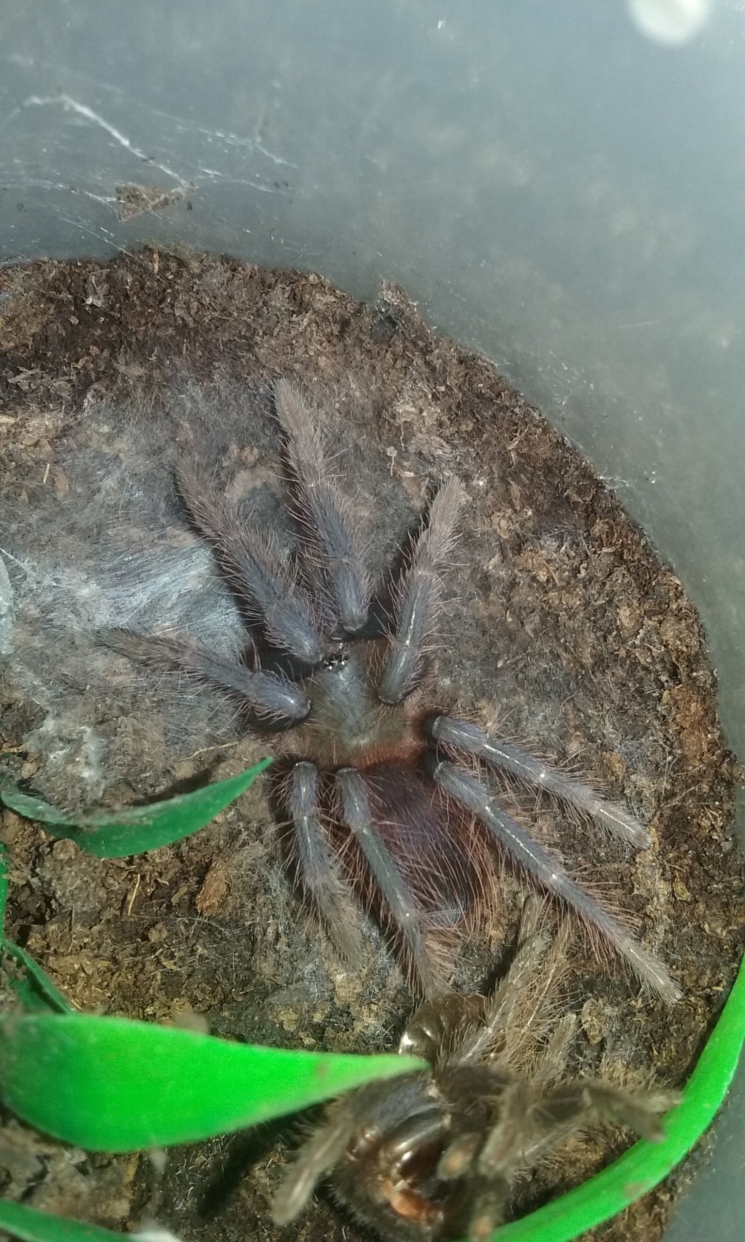 Pterinopelma sazimai - Brazilian Blue Tarantula - Fluff