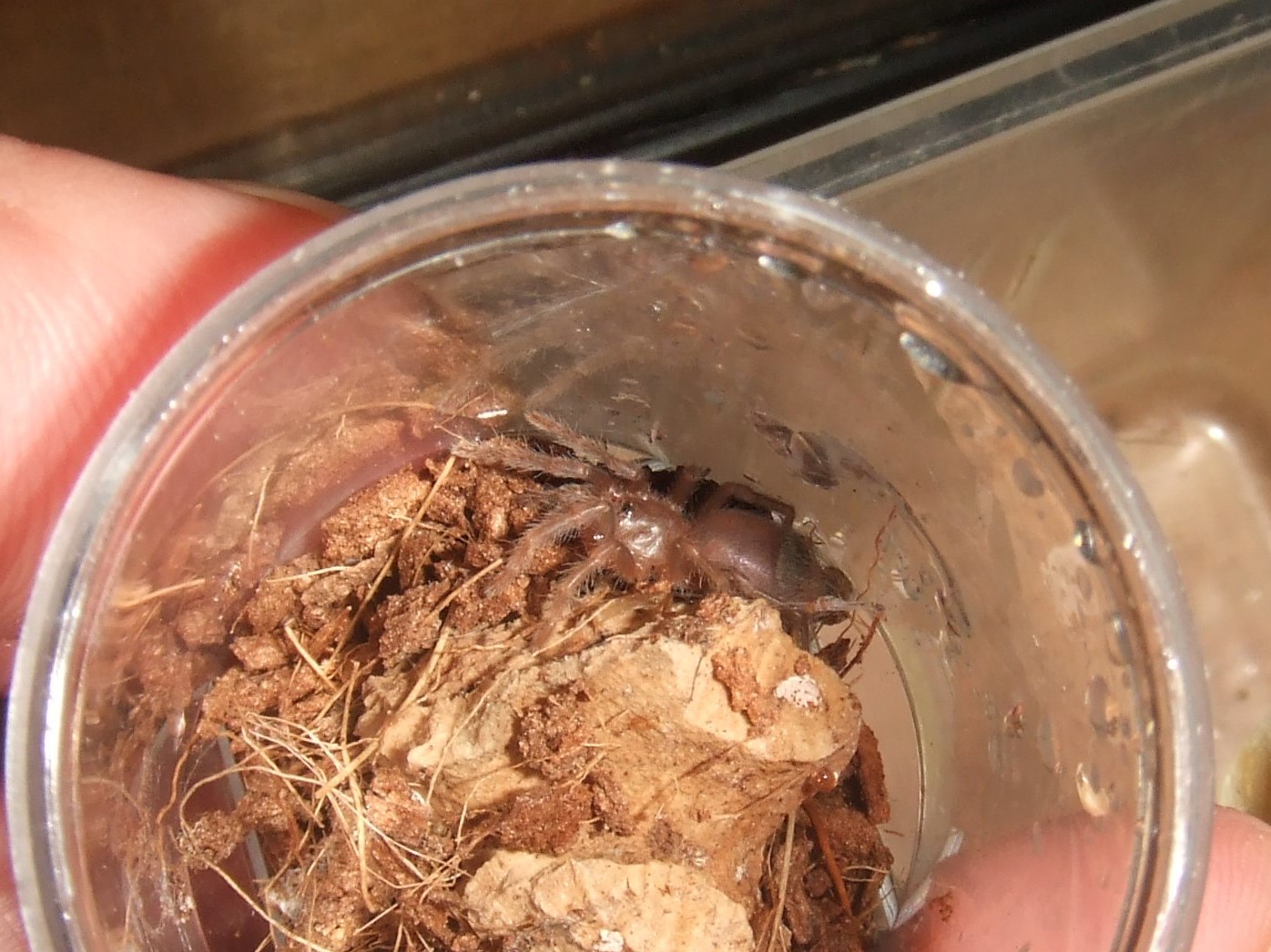 Pterinopelma sazimai - Pytau