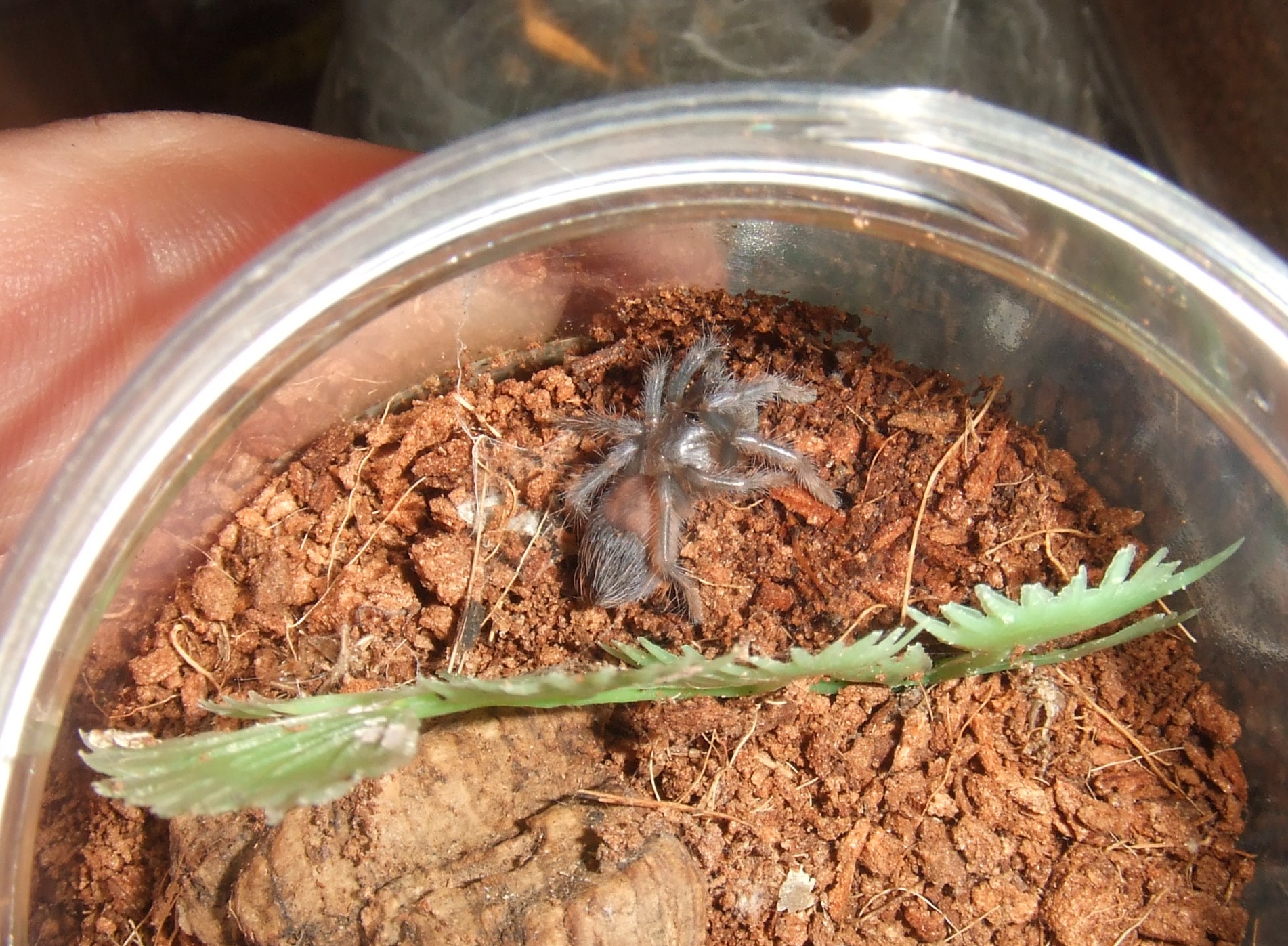 Pterinopelma sazimai - Pytau