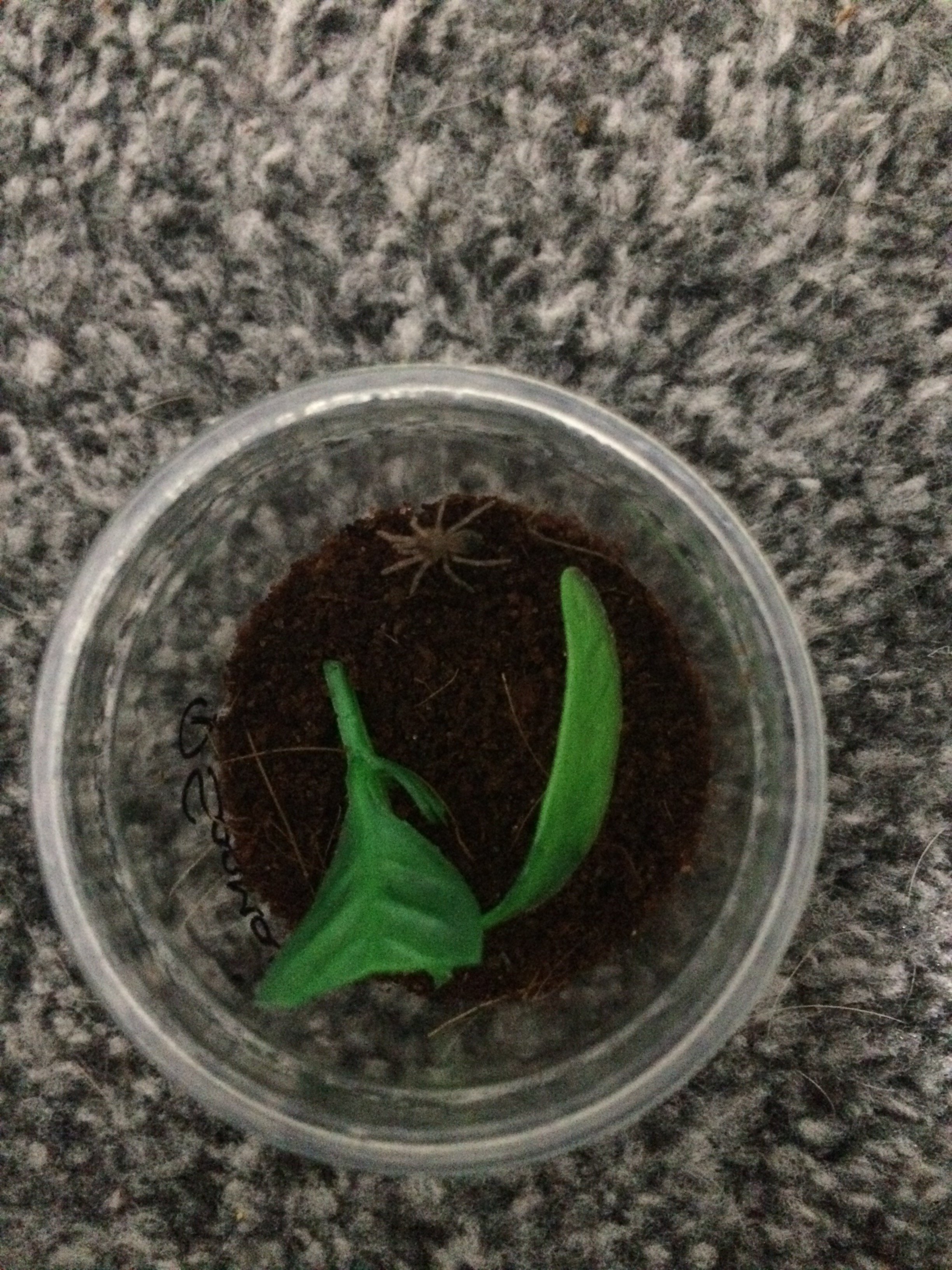 Pterinopelma Sazimai