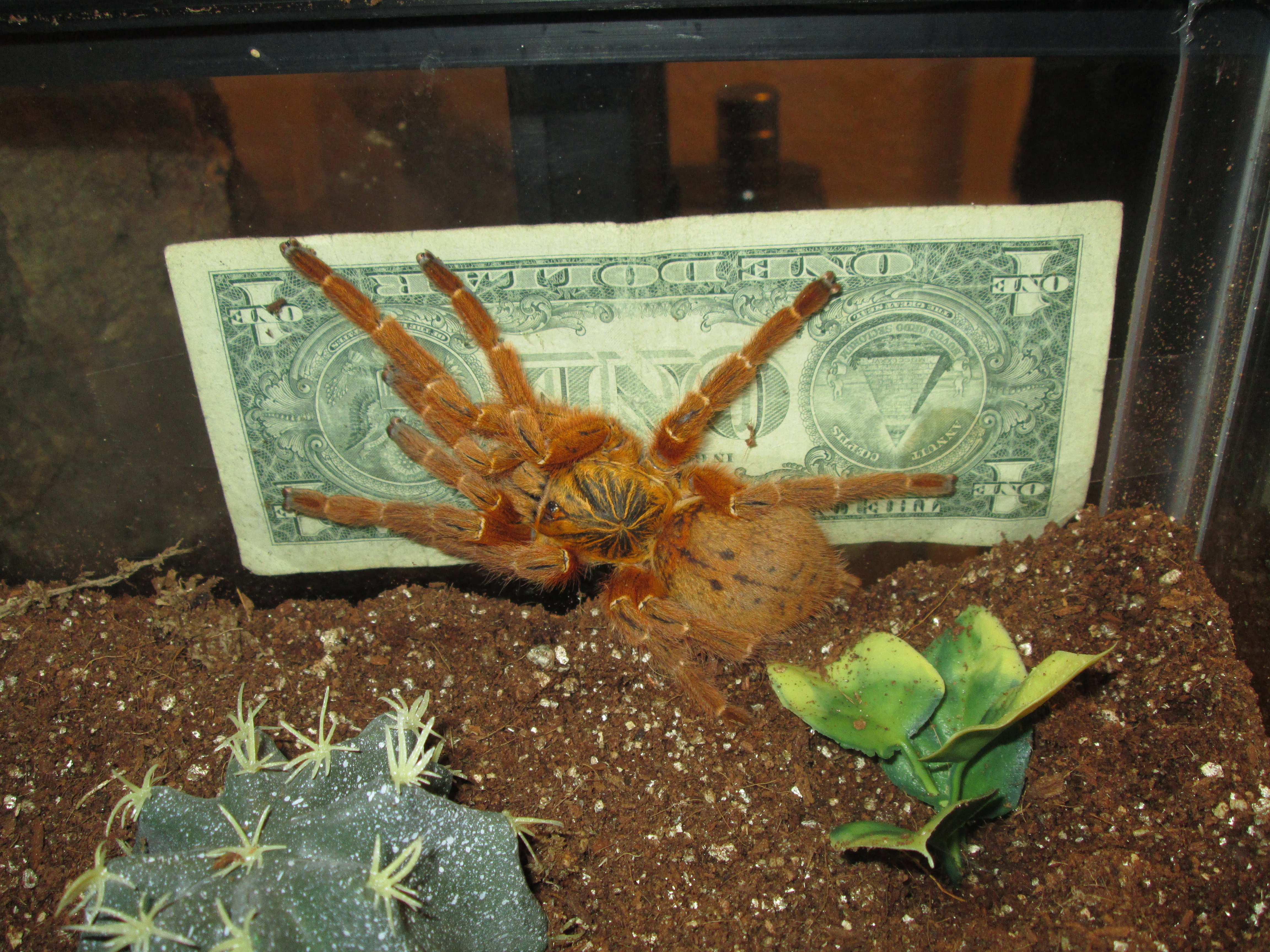 Pternochilus Murinus Adult Female