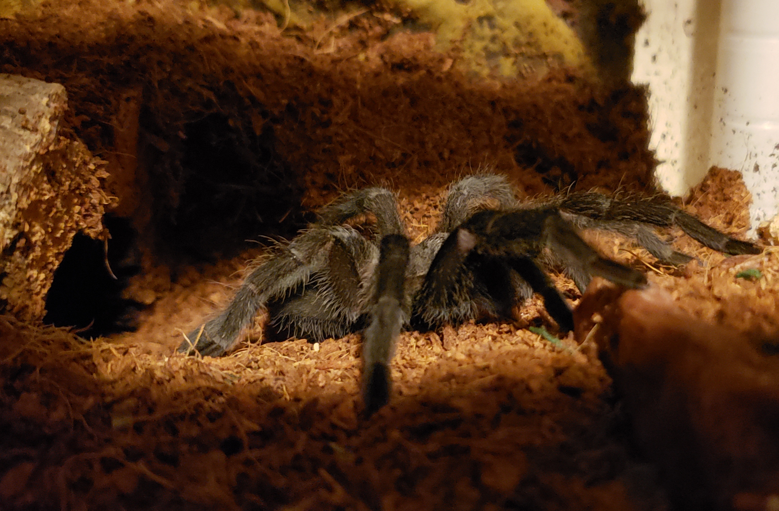Pulchra