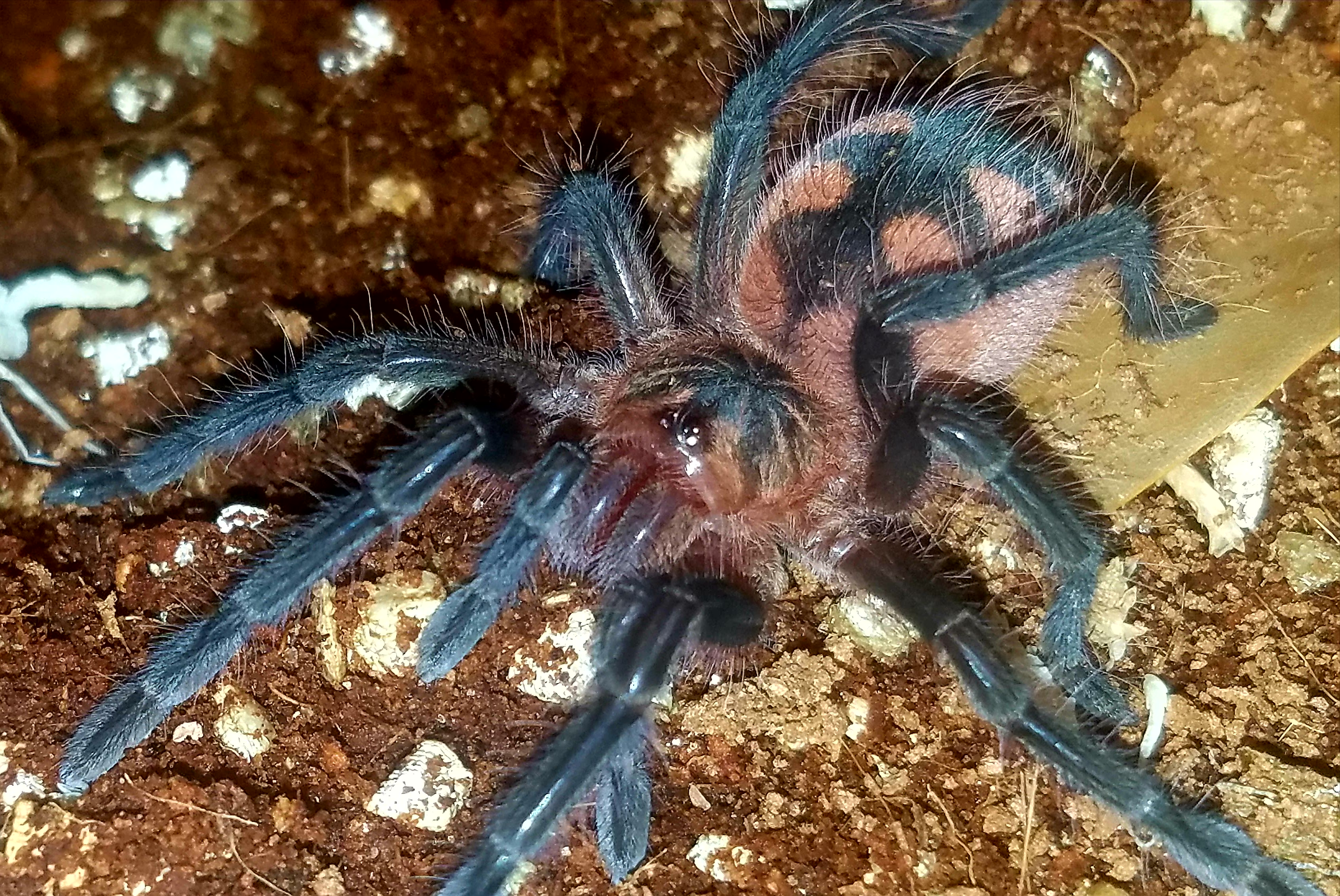 Purple Starburst Juvenile Tarantula Forum