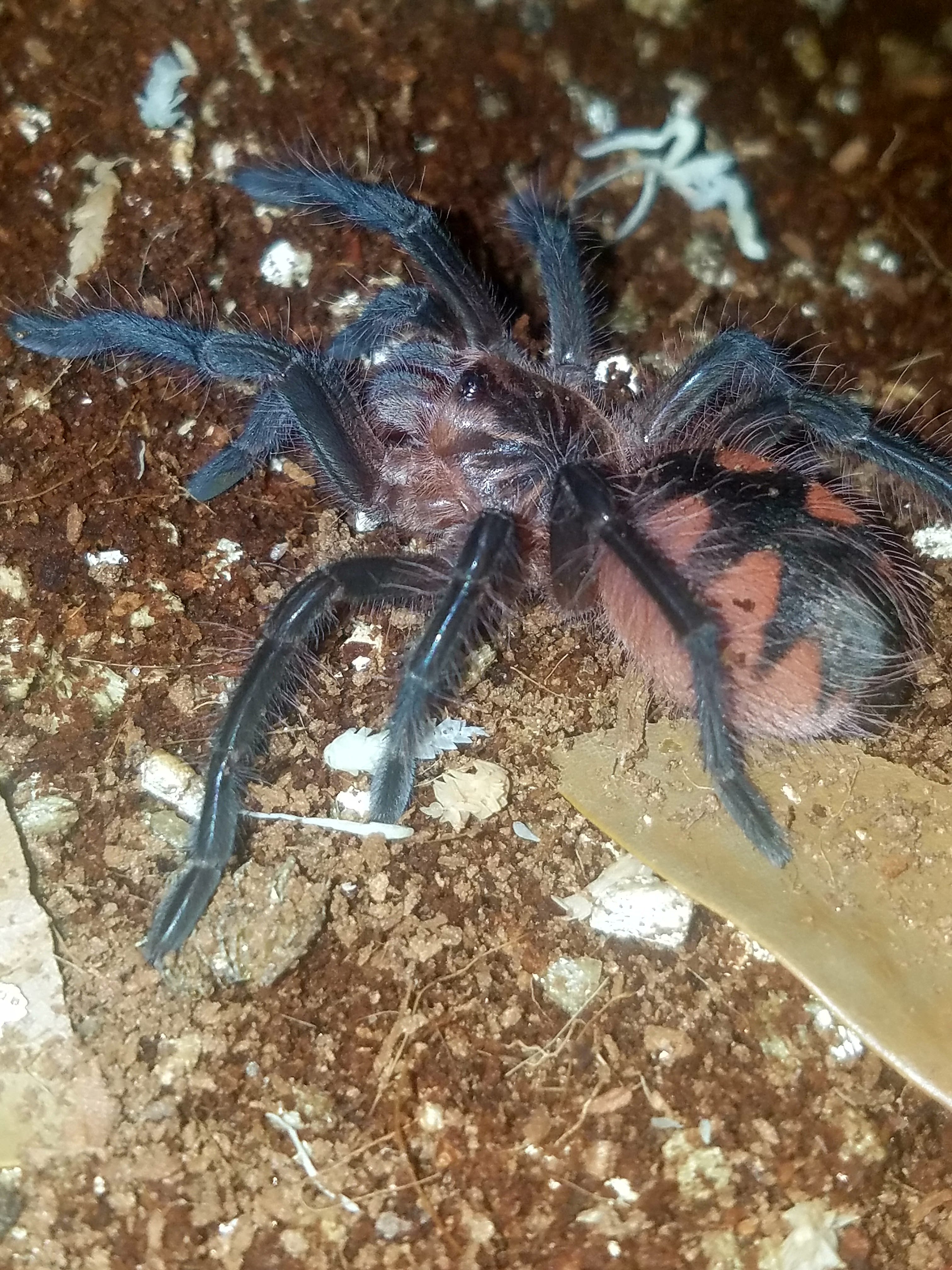 Purple starburst | Tarantula Forum