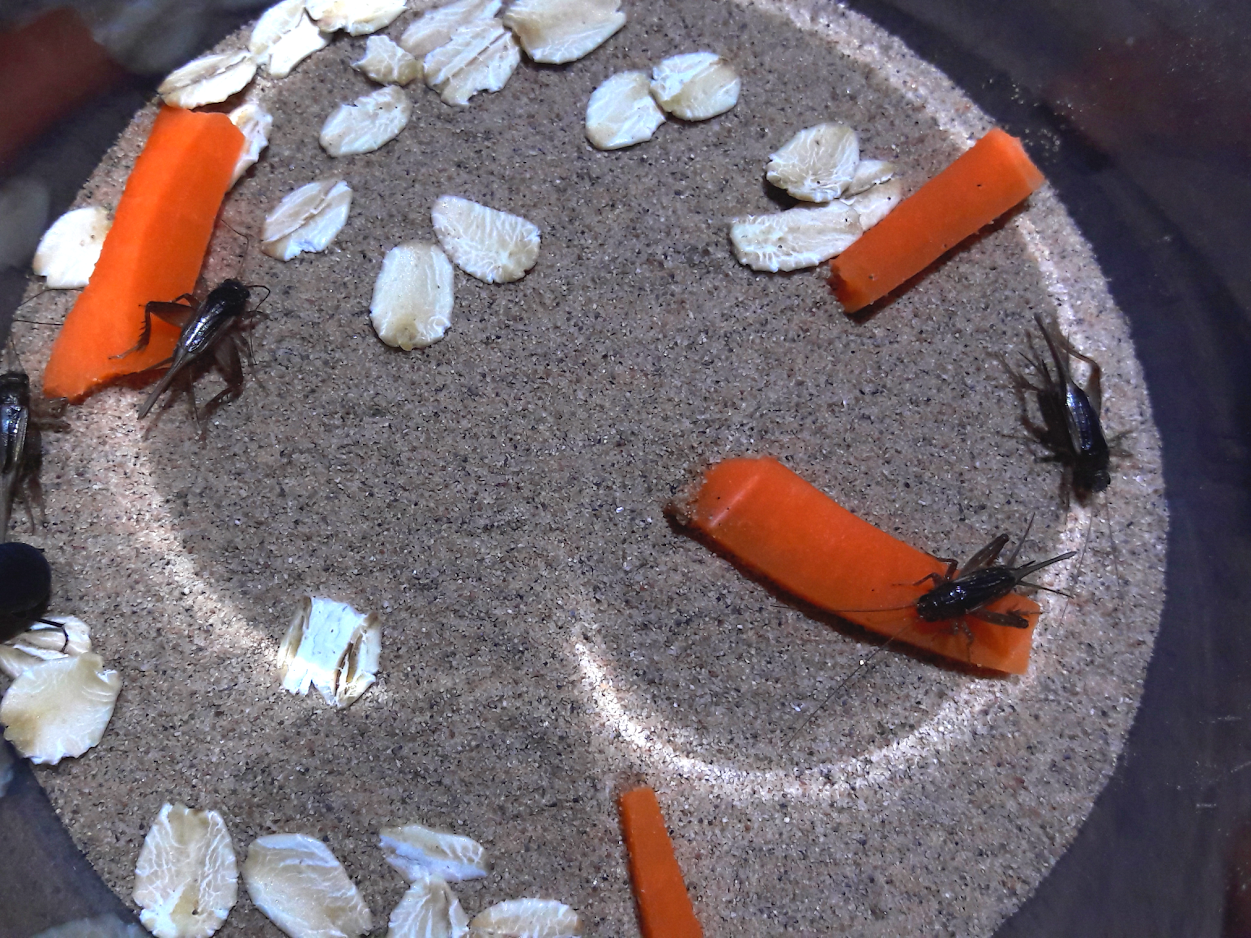 pygmy field crickets