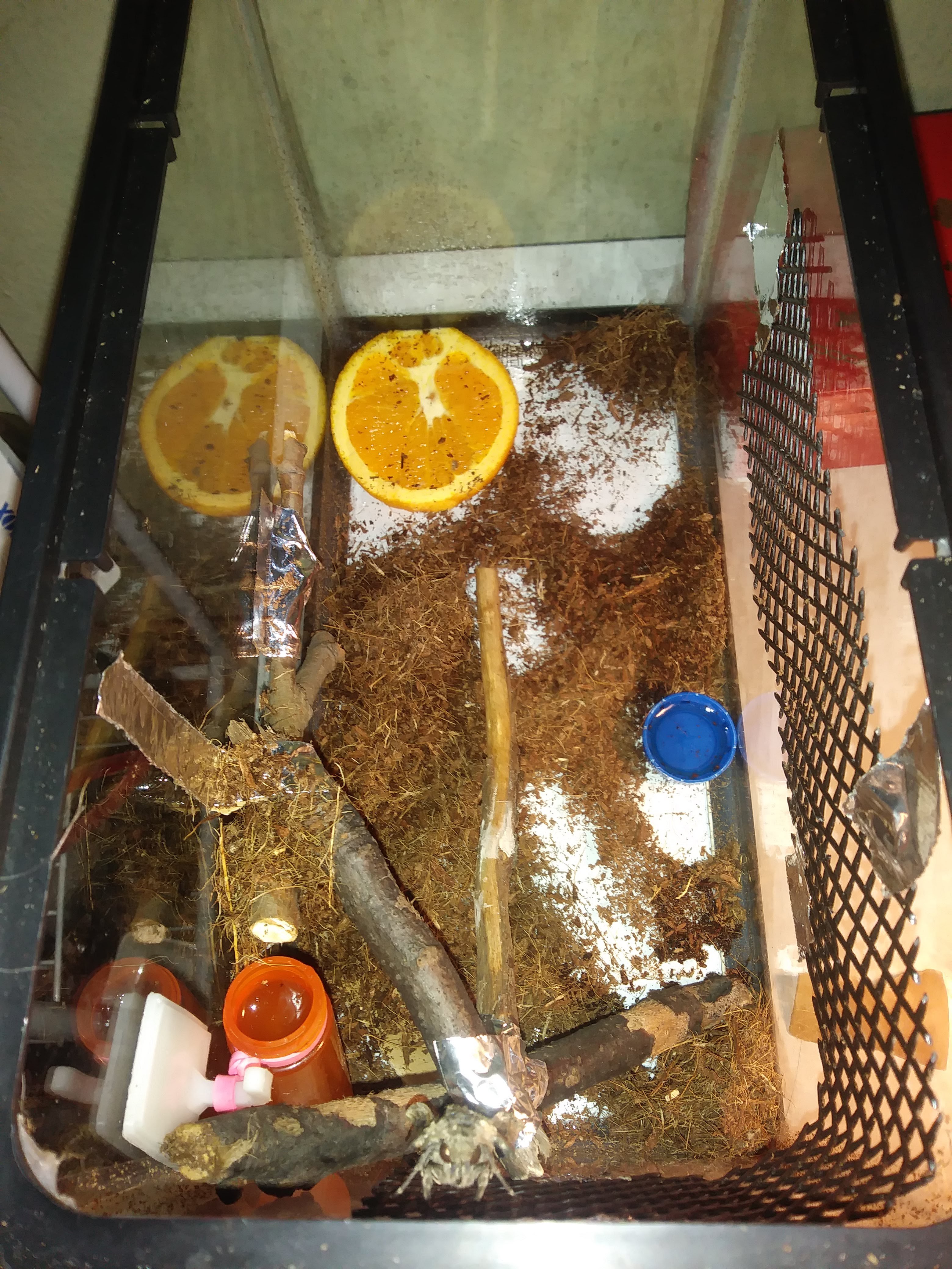 Quasimodo's new enclosure