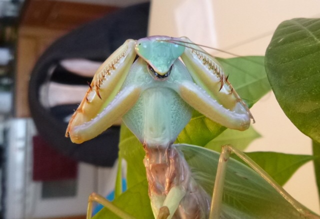 R. Stalii threat display