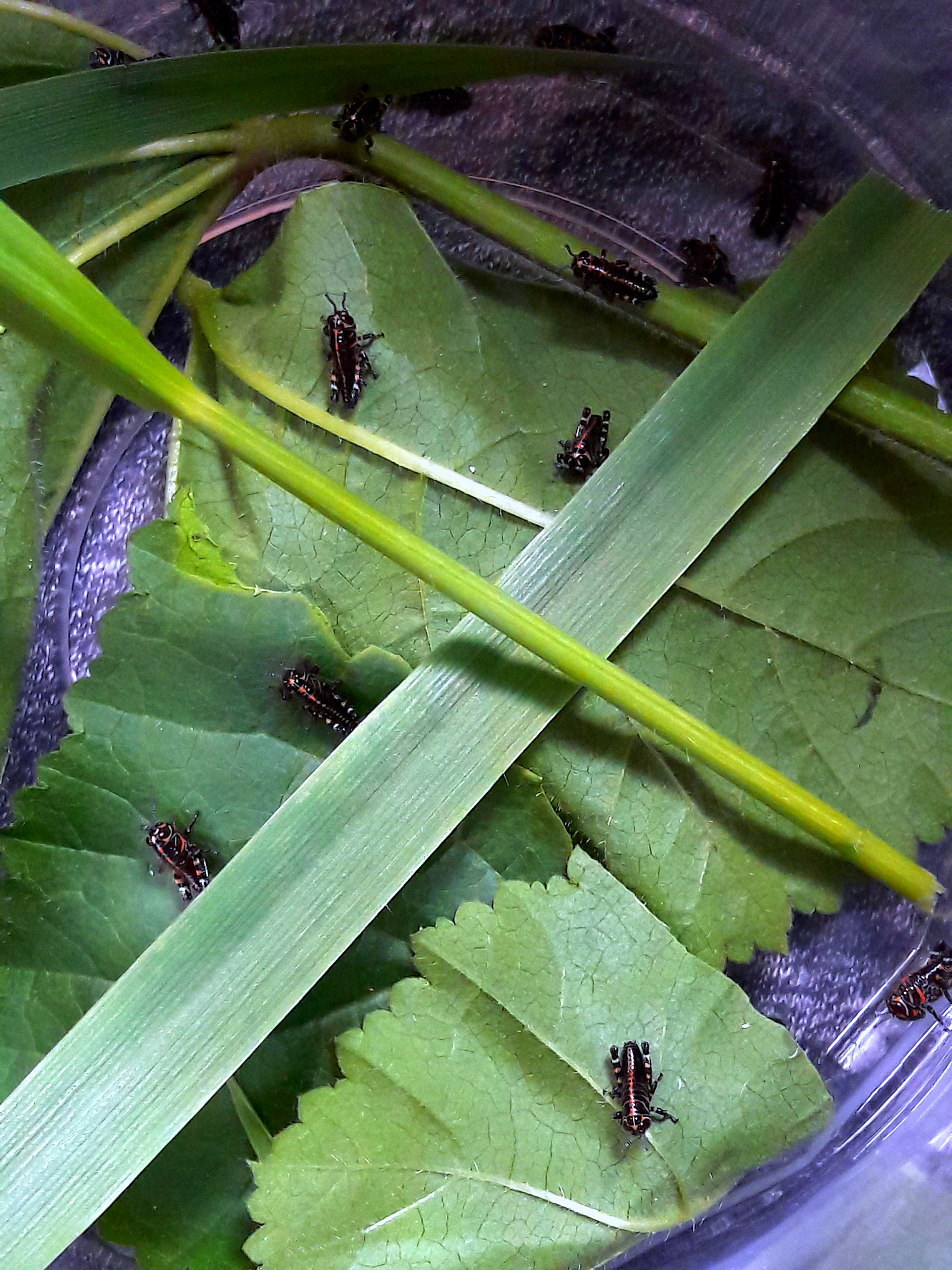 Rainbow hopper hatchlings